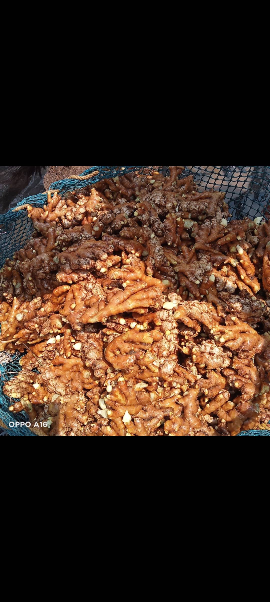 Ginger1 विक्रीसाठी, सातारा, महाराष्ट्र