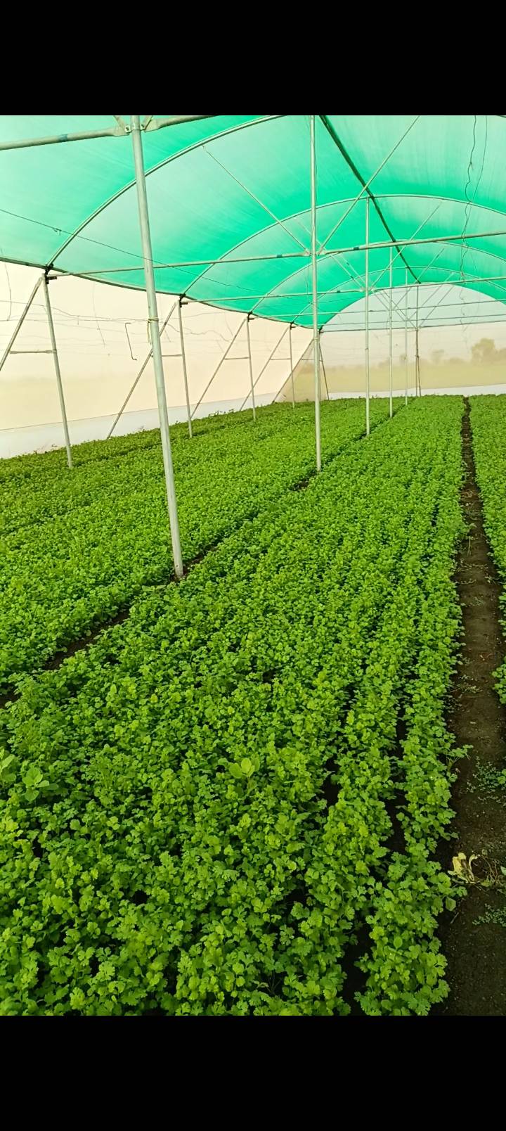 Coriander Leave विक्रीसाठी, जूनागड, गुजरात
