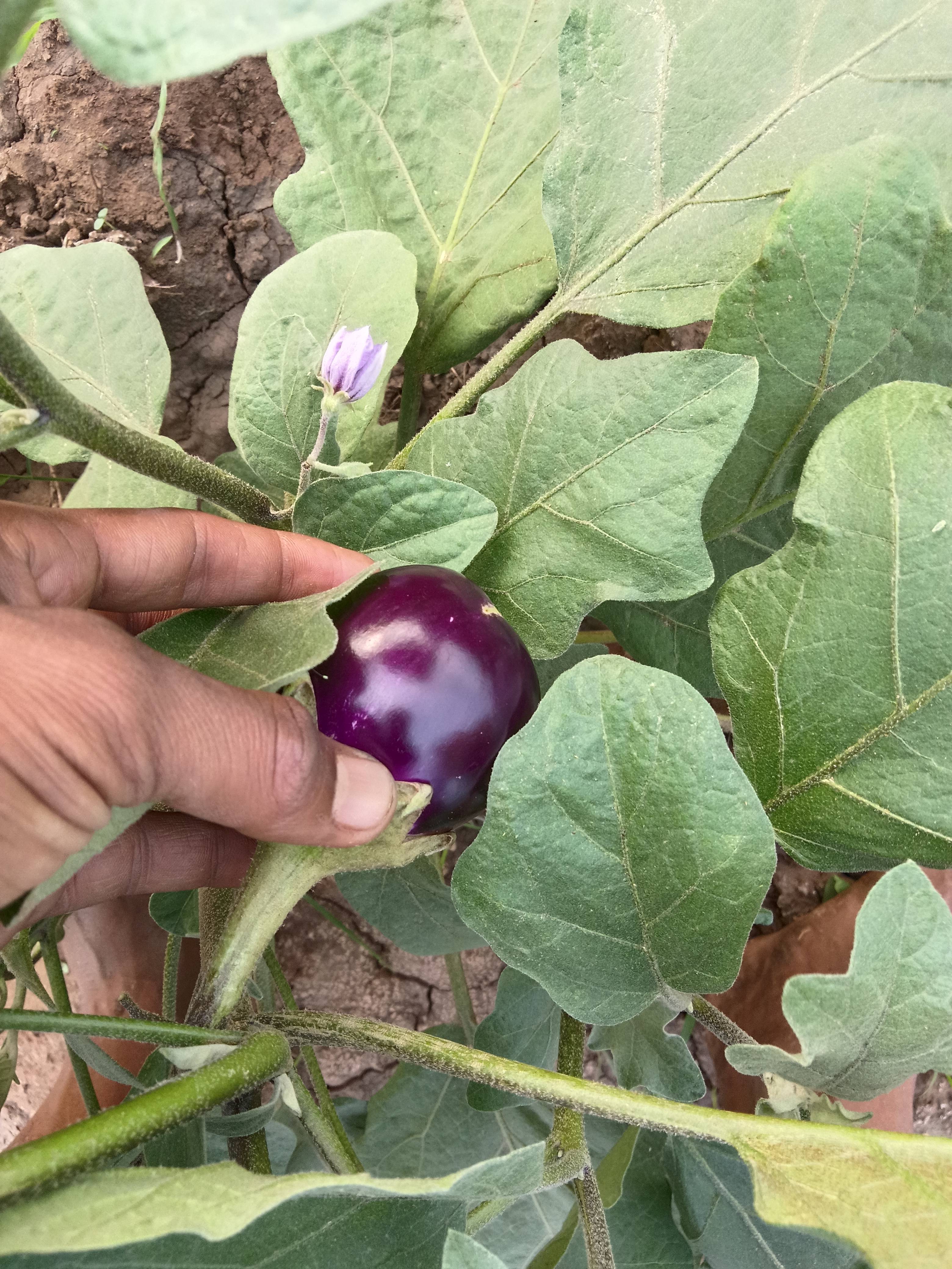 Round Brinjal for sale in Sabarkantha, Gujarat