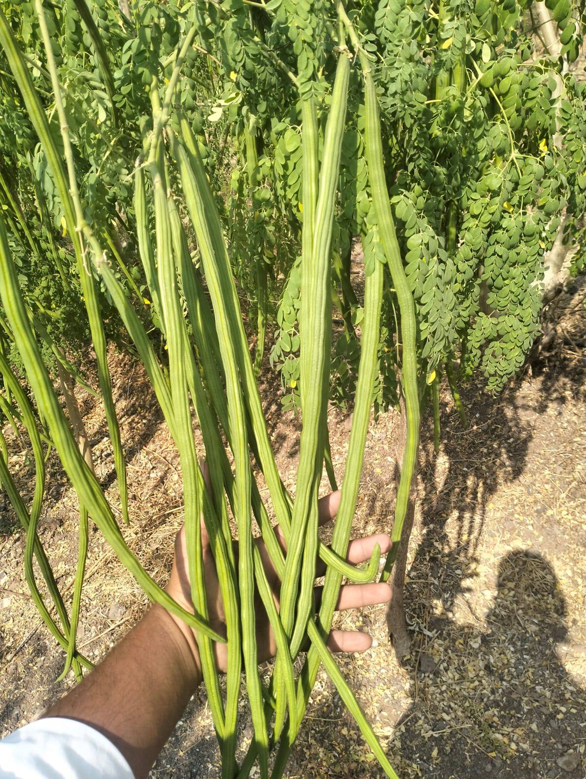 Drumstick Seeds ODC-3