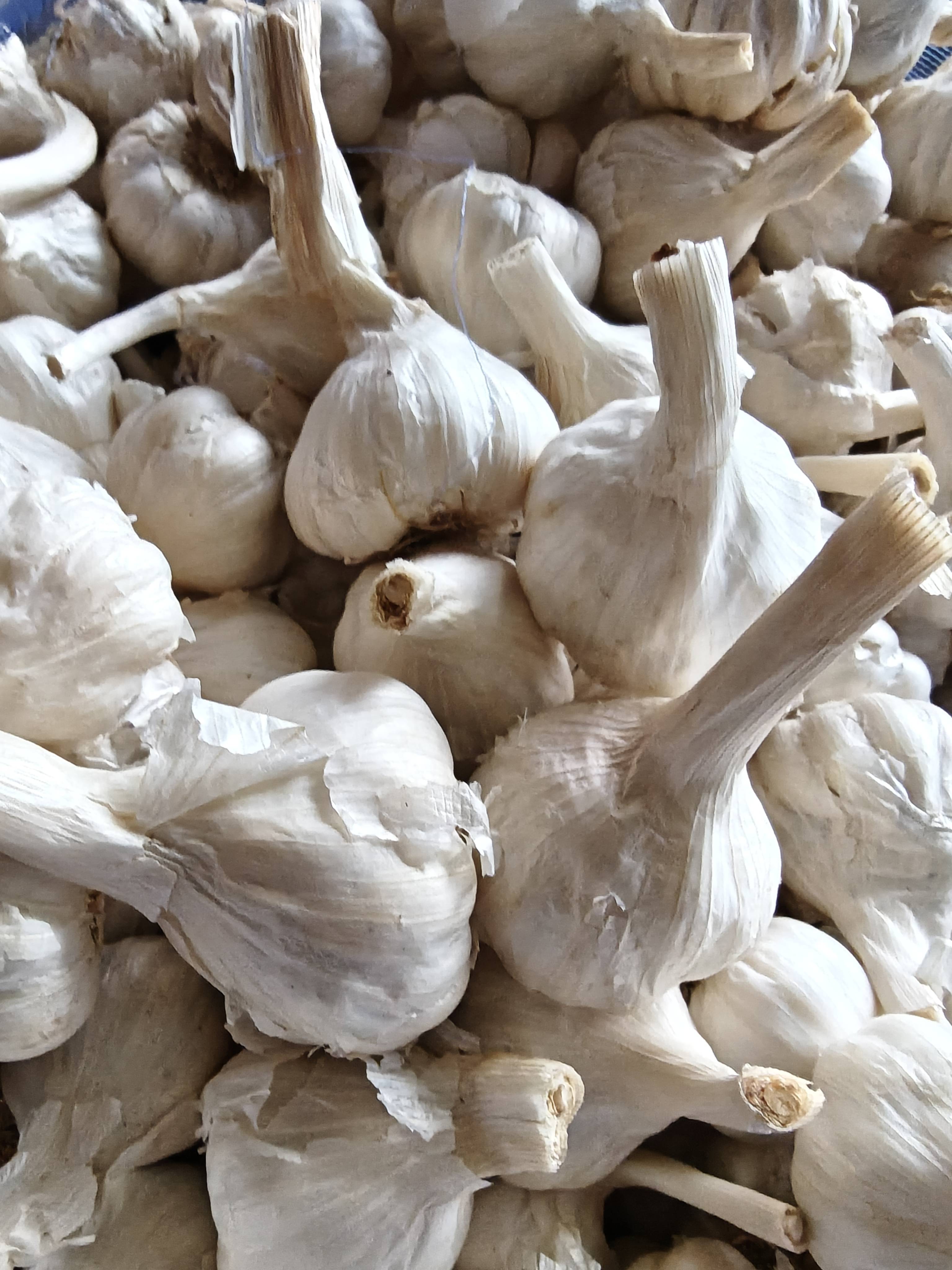 White Garlic for sale in Baran, Rajasthan