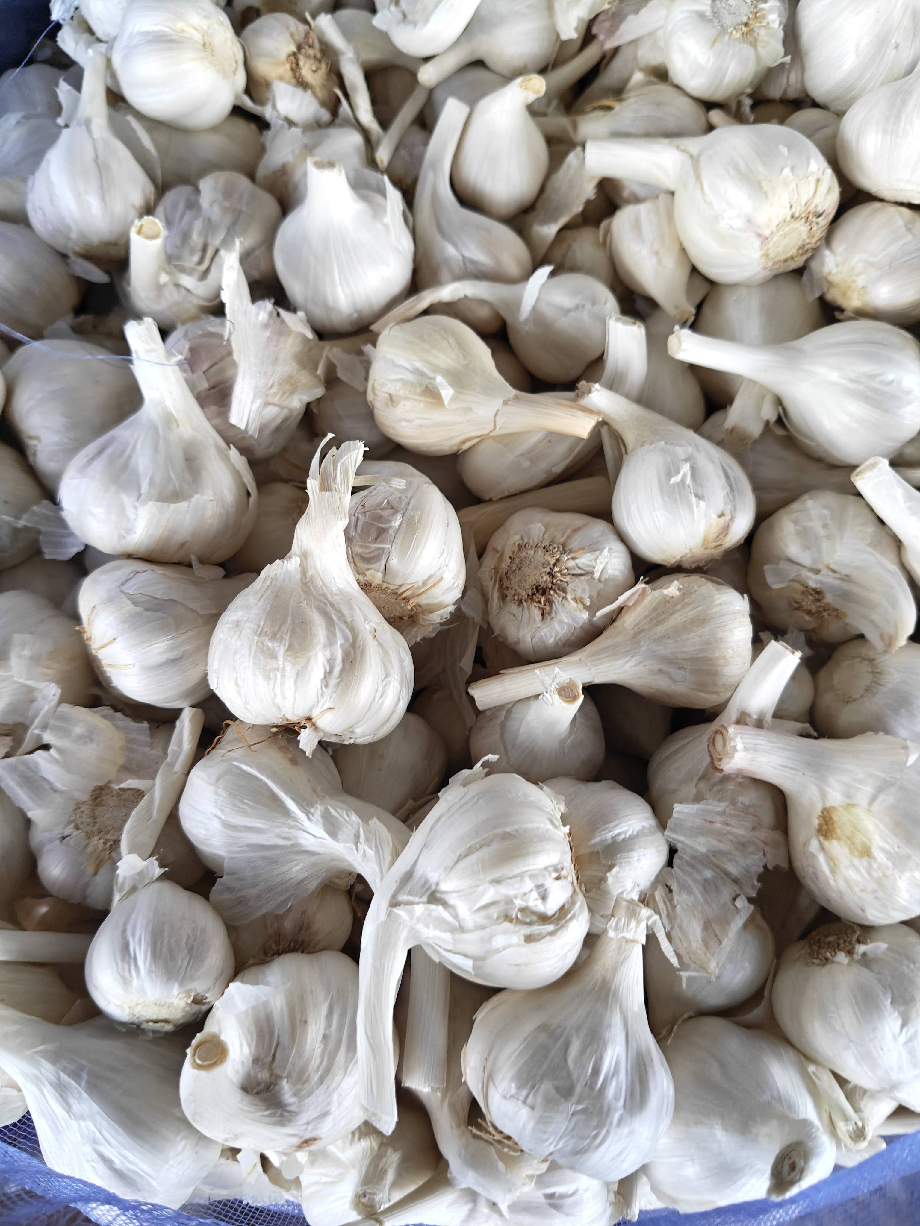 White Garlic for sale in Baran, Rajasthan