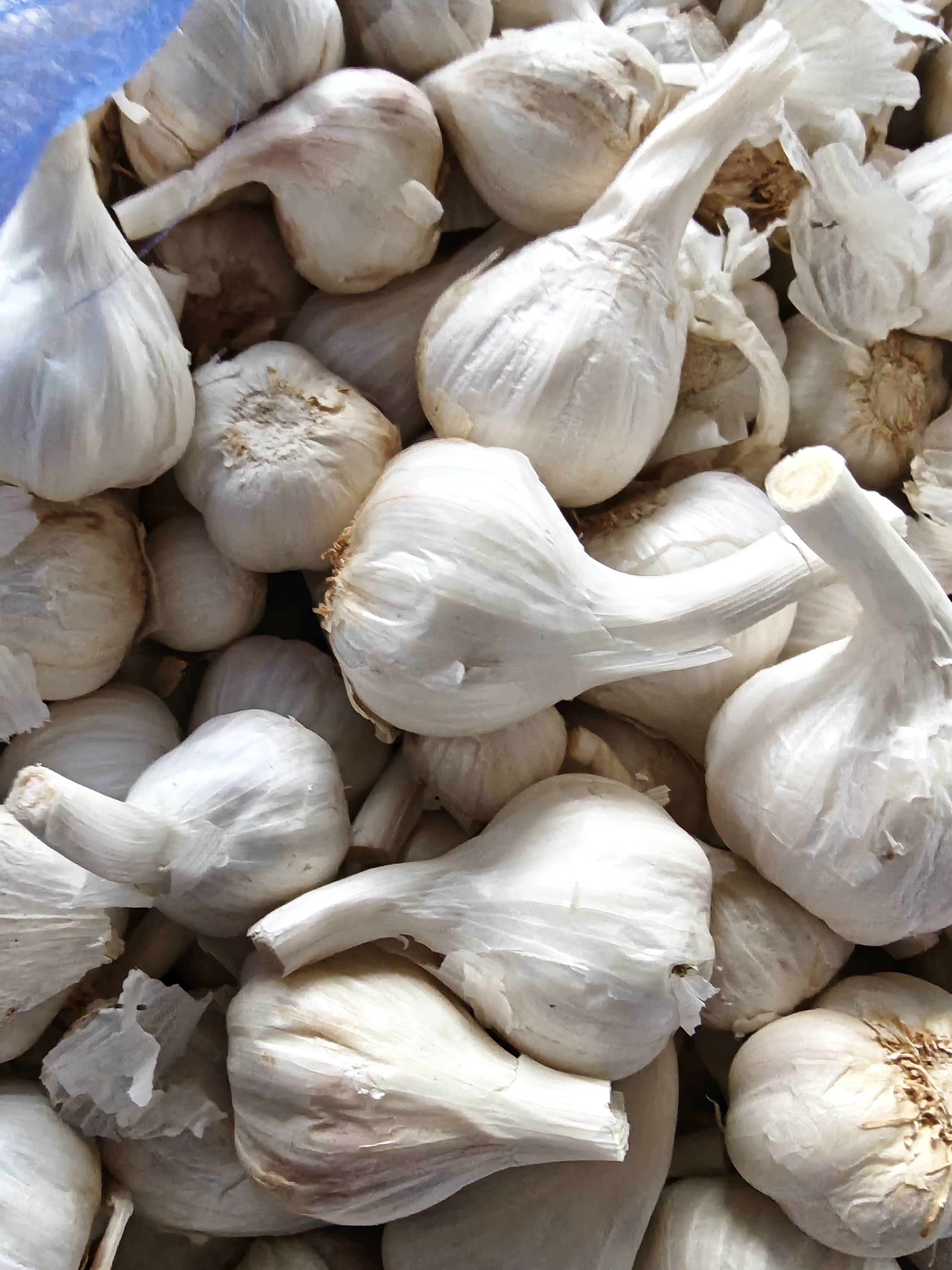 White Garlic for sale in Baran, Rajasthan