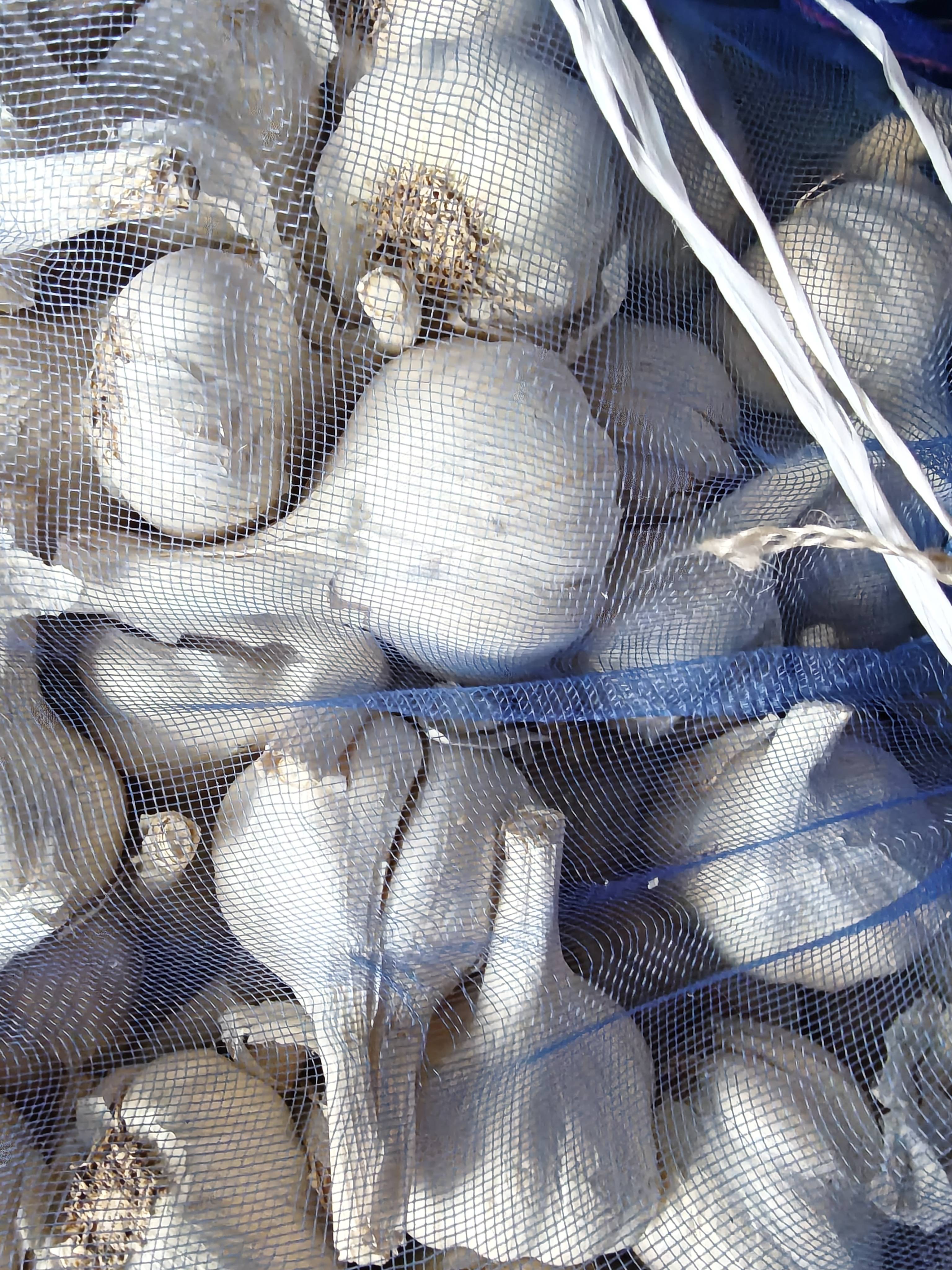 White Garlic for sale in Baran, Rajasthan