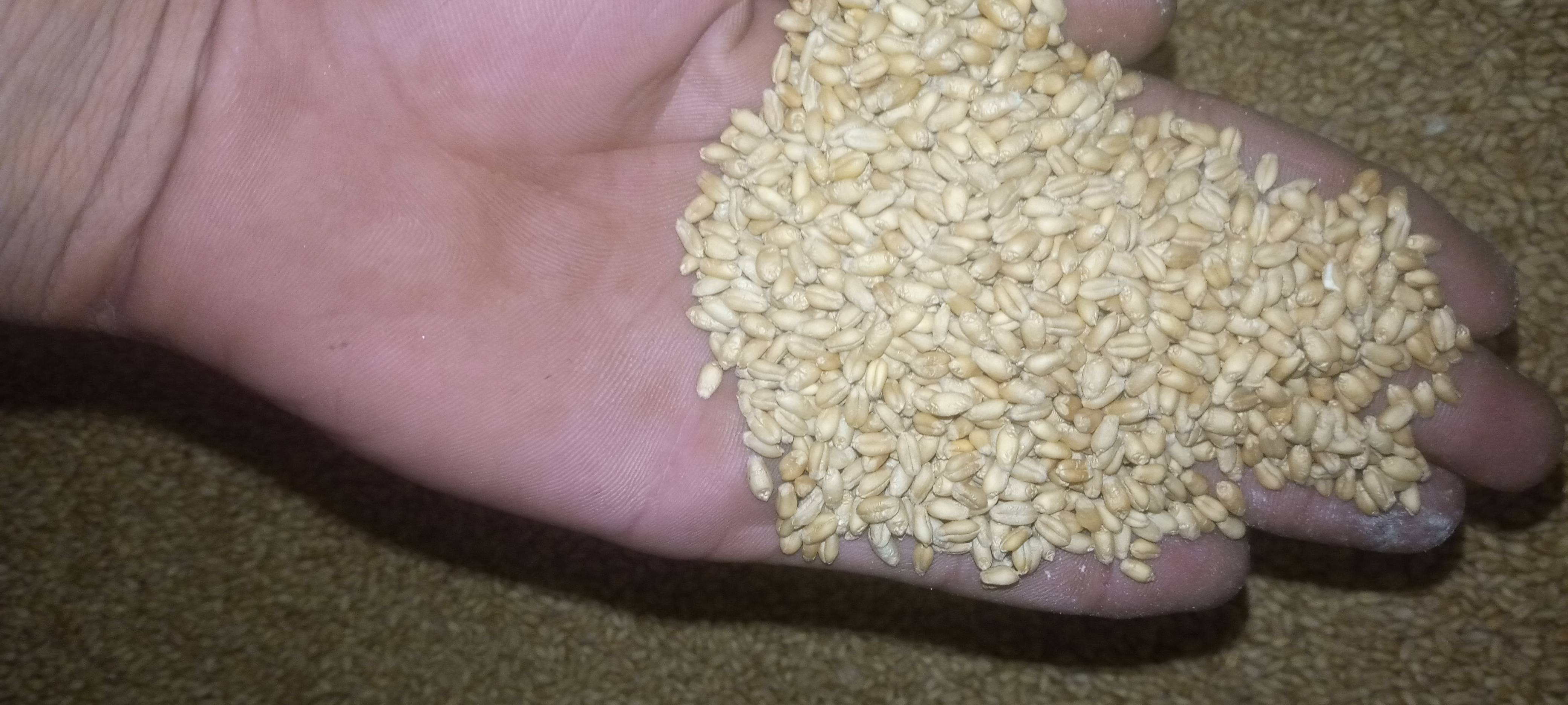 Sharbati Wheat विक्रीसाठी, नरसिंहपूर, मध्य प्रदेश