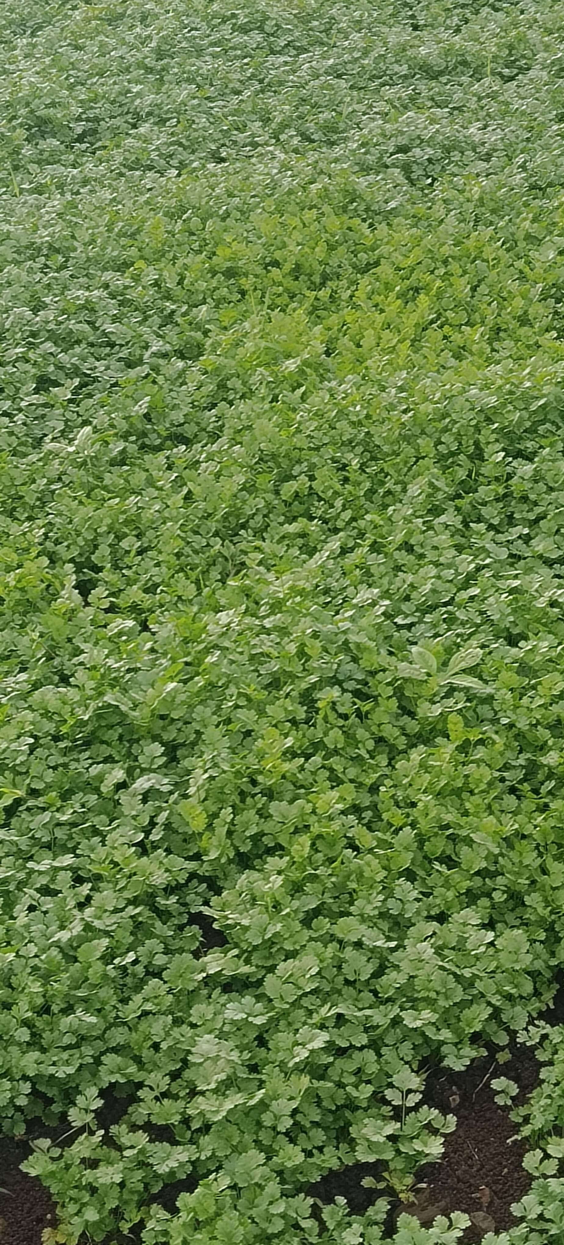 Coriander Leave बिक्री के लिए, पुणे, महाराष्ट्र