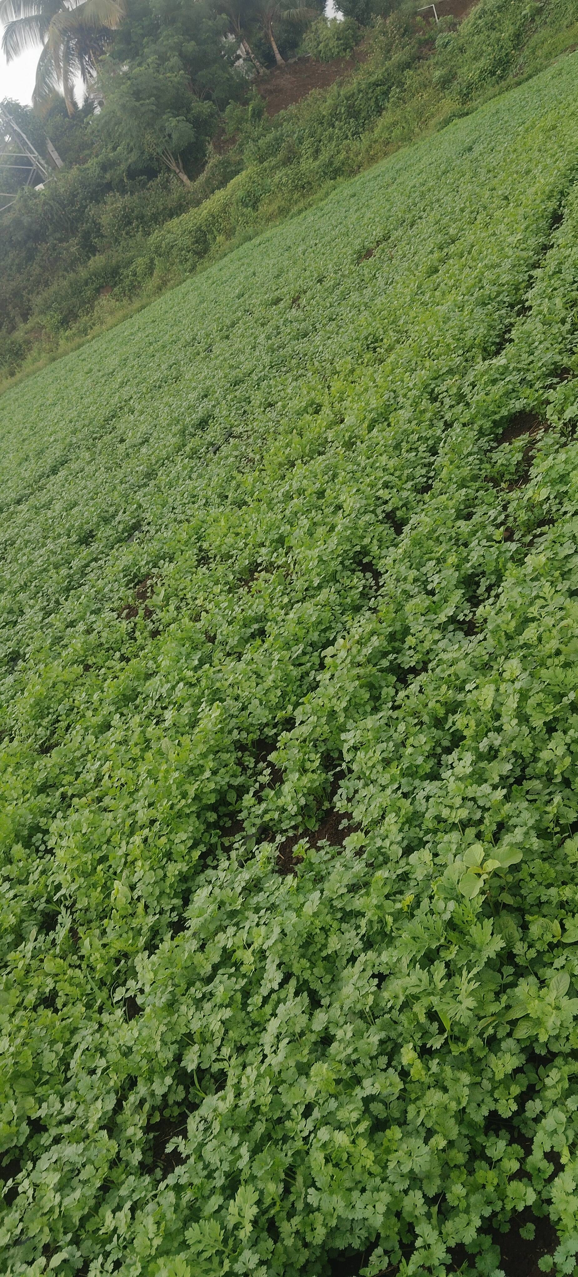 Coriander Leave बिक्री के लिए, पुणे, महाराष्ट्र