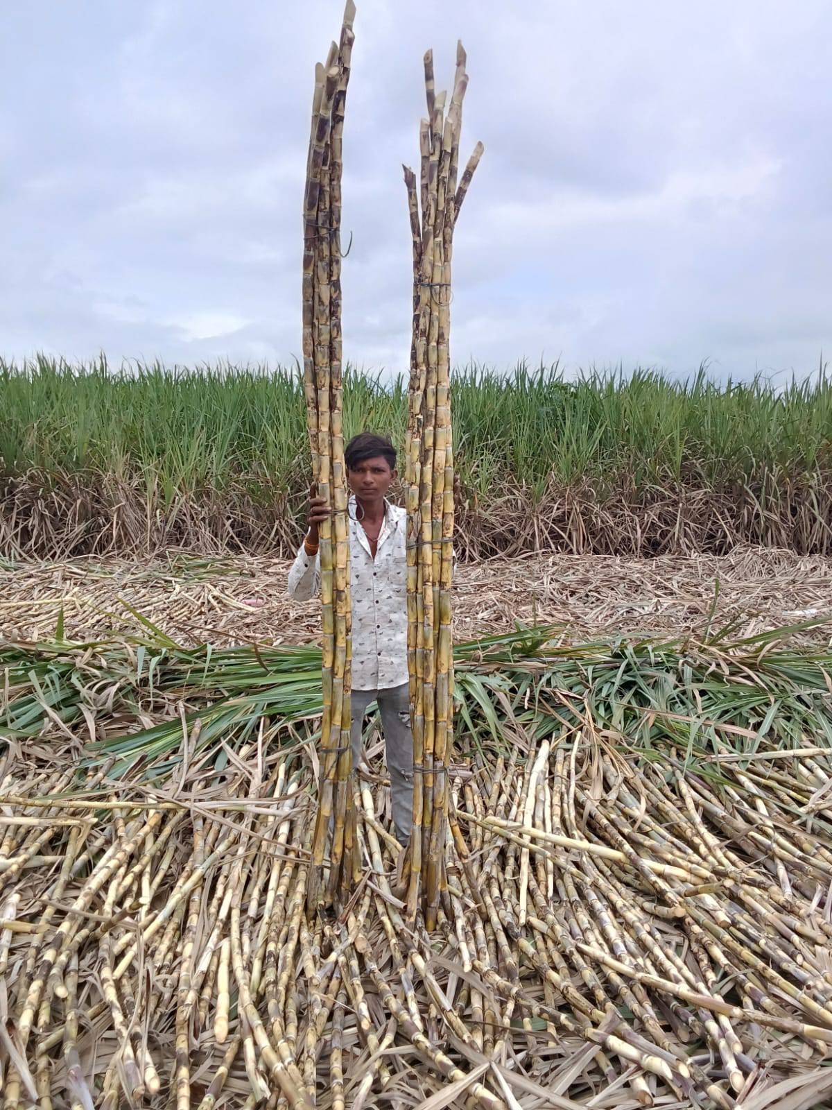 Co 86032 बिक्री के लिए, बीड, महाराष्ट्र