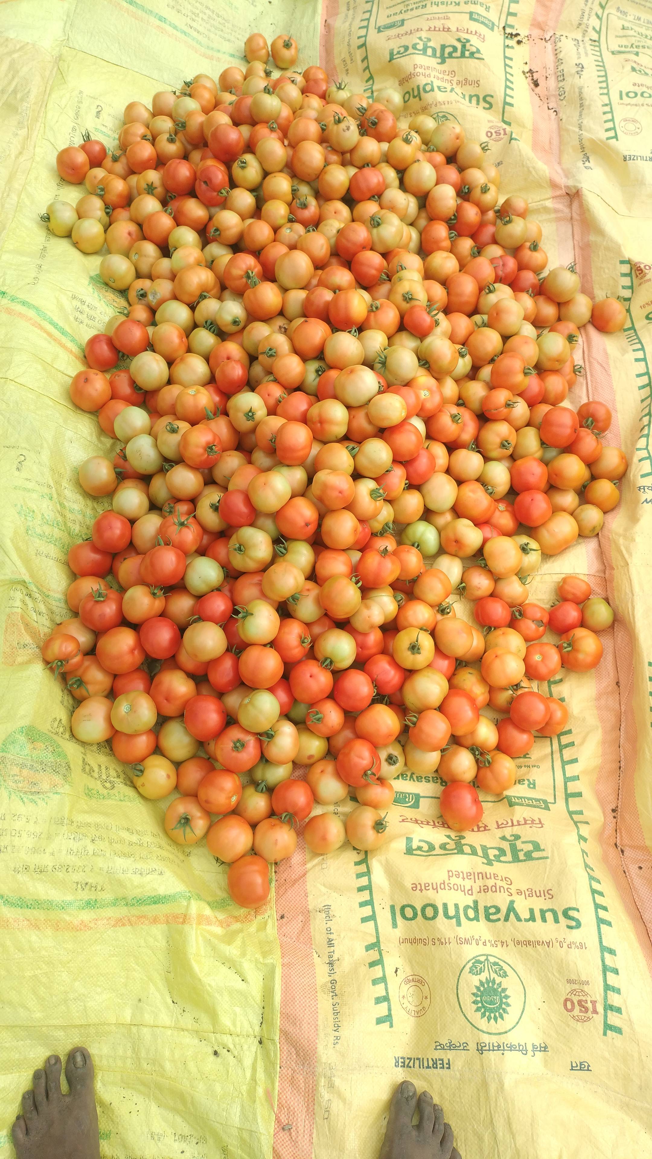 Saaho Tomato बिक्री के लिए, लातूर, महाराष्ट्र