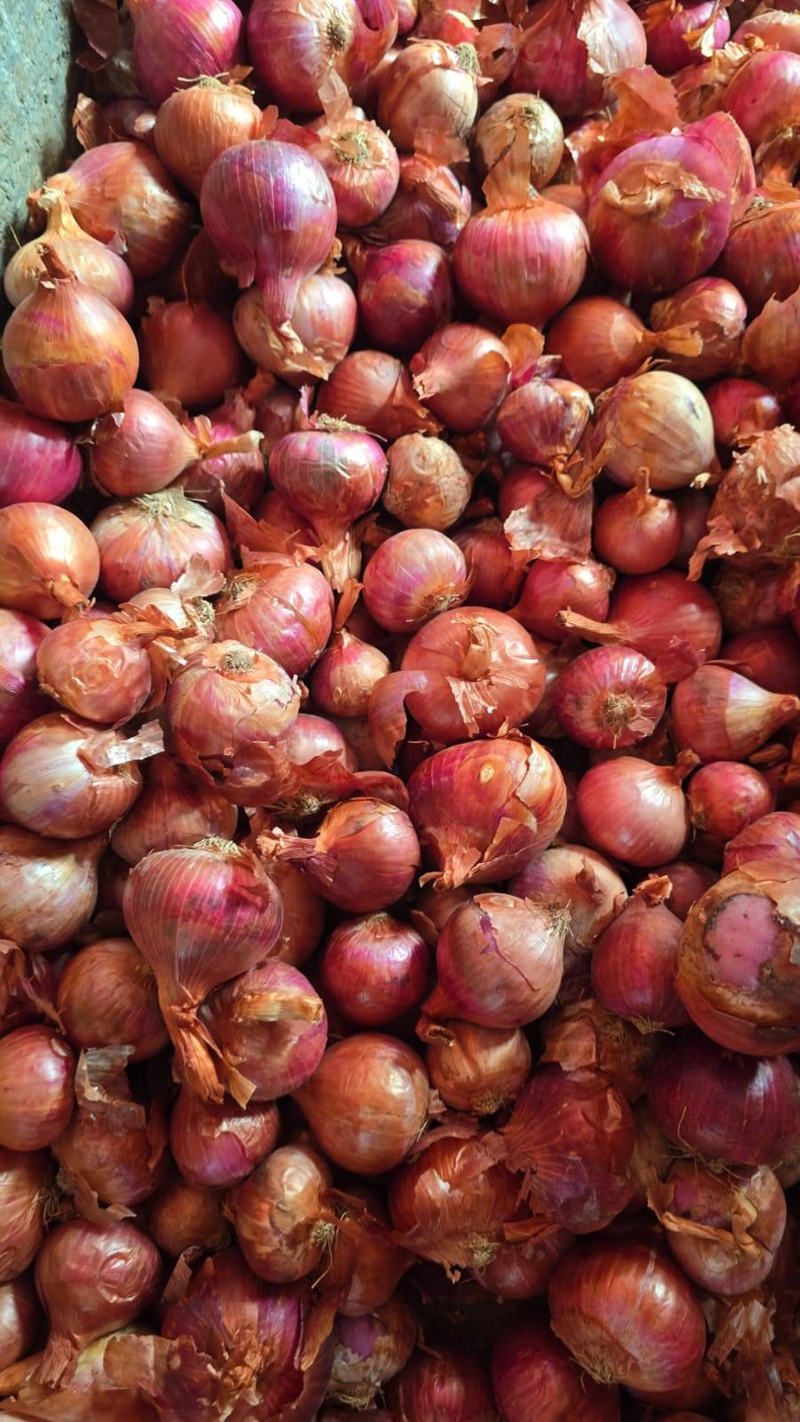 Pearl Onion विक्रीसाठी, शाजापूर, मध्य प्रदेश