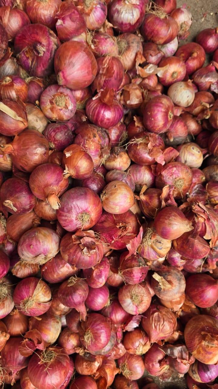 Pearl Onion विक्रीसाठी, शाजापूर, मध्य प्रदेश