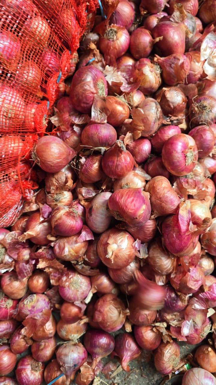 Pearl Onion विक्रीसाठी, शाजापूर, मध्य प्रदेश