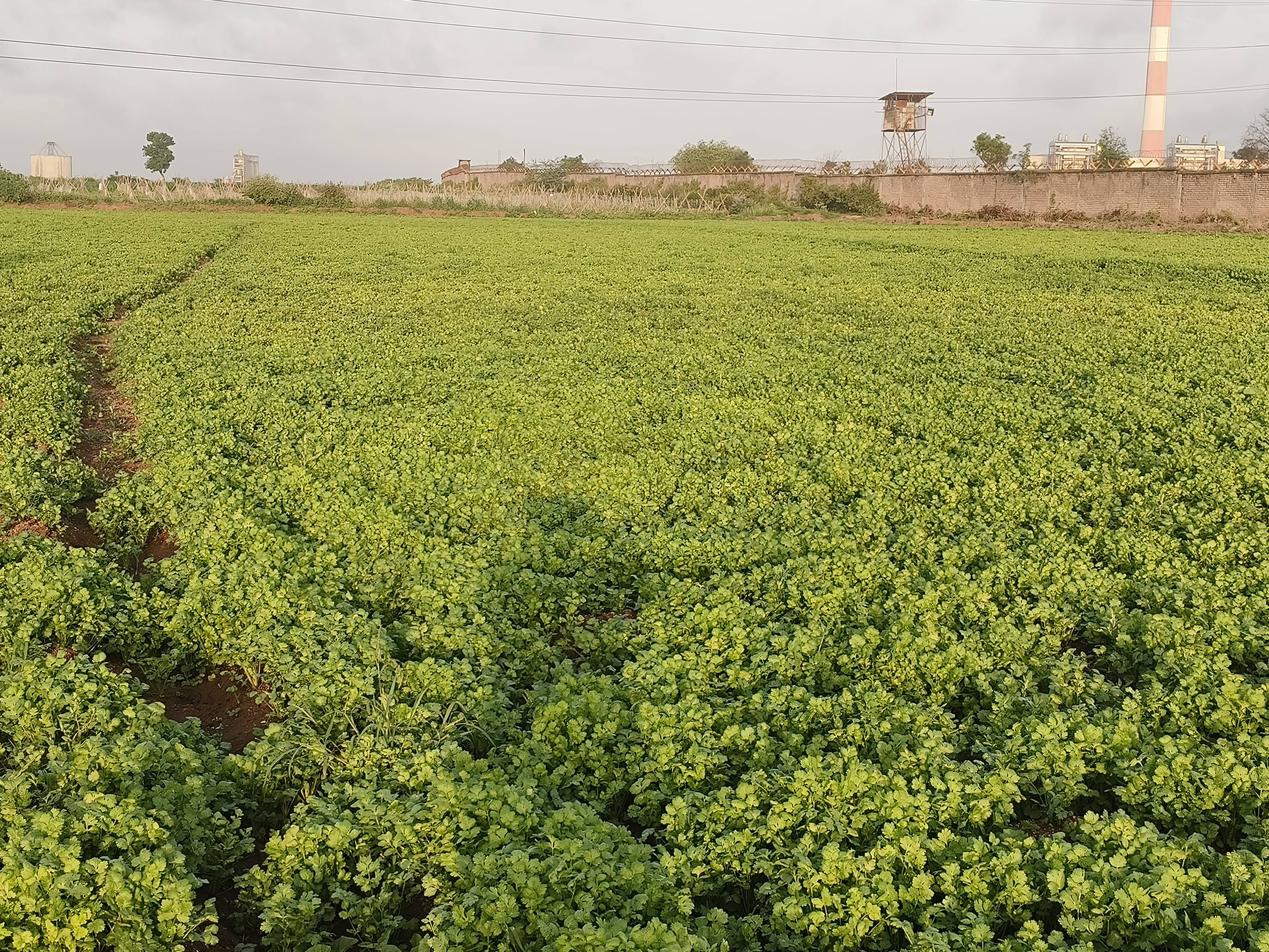 Coriander Leave for sale in Nashik, Maharashtra