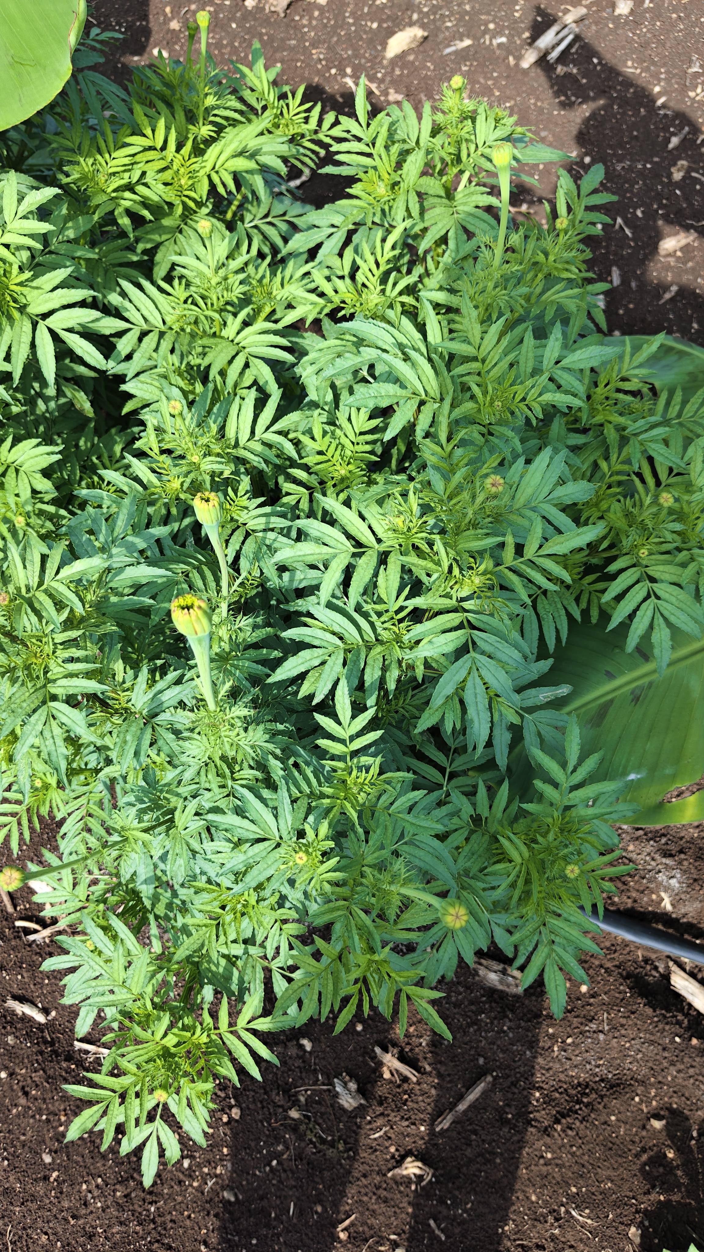 Marigold Yellow Marigold