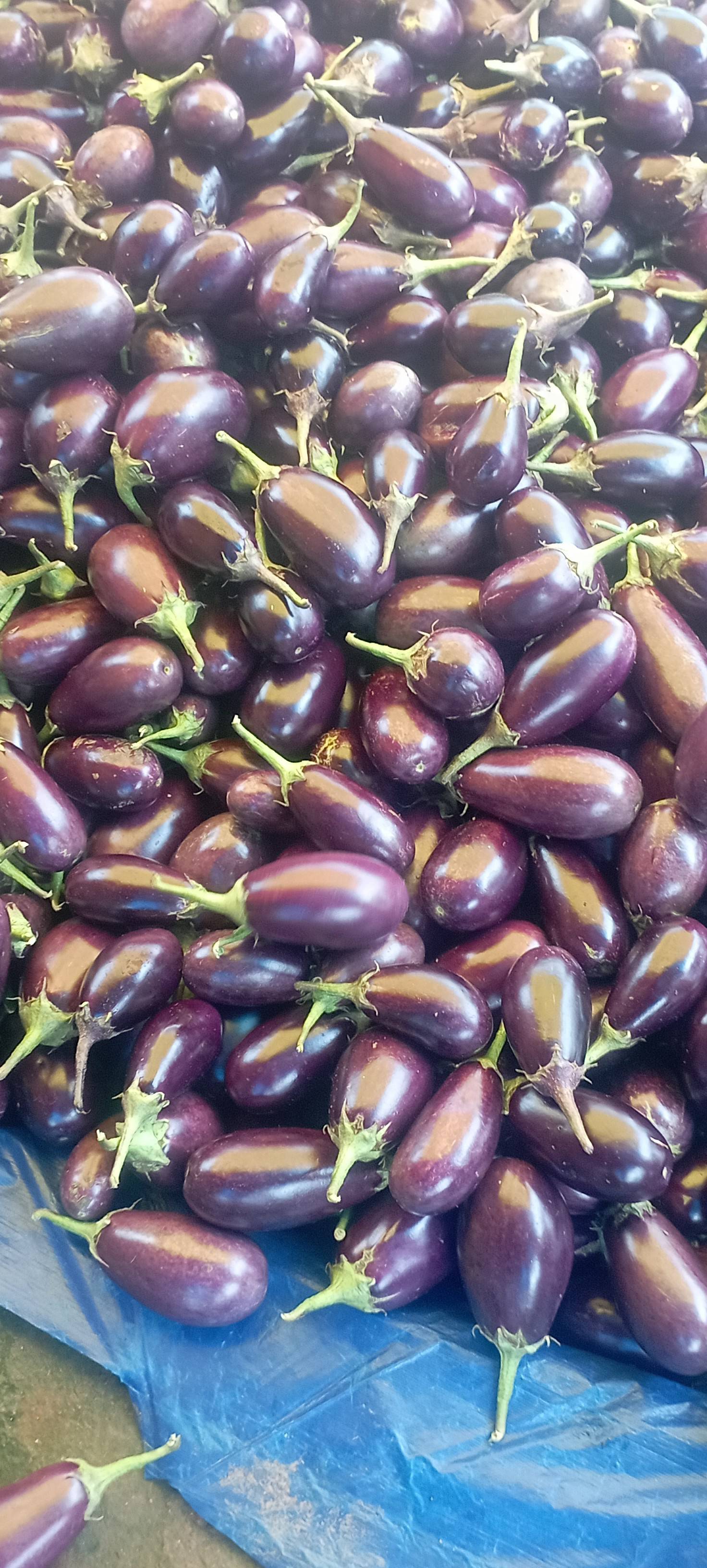 Purple Brinjal for sale in Jashpur, Chhattisgarh