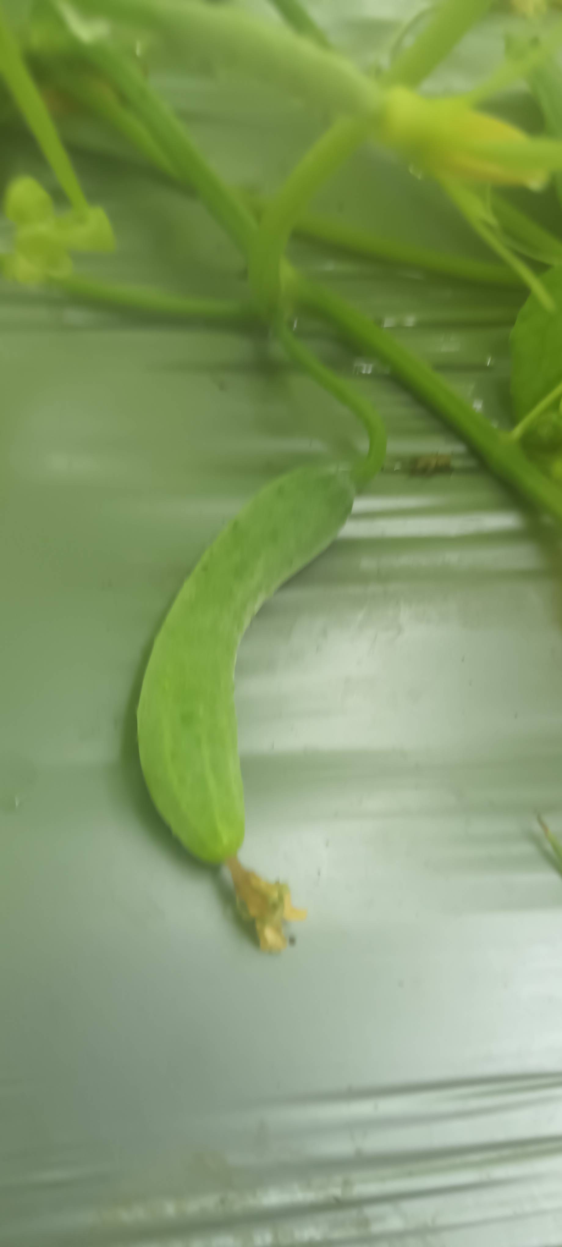 Green Cucumber for sale in Shajapur, Madhya Pradesh