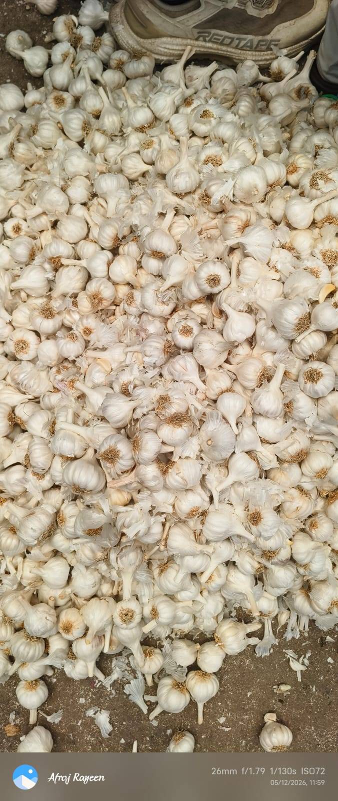 White Garlic for sale in Indore, Madhya Pradesh