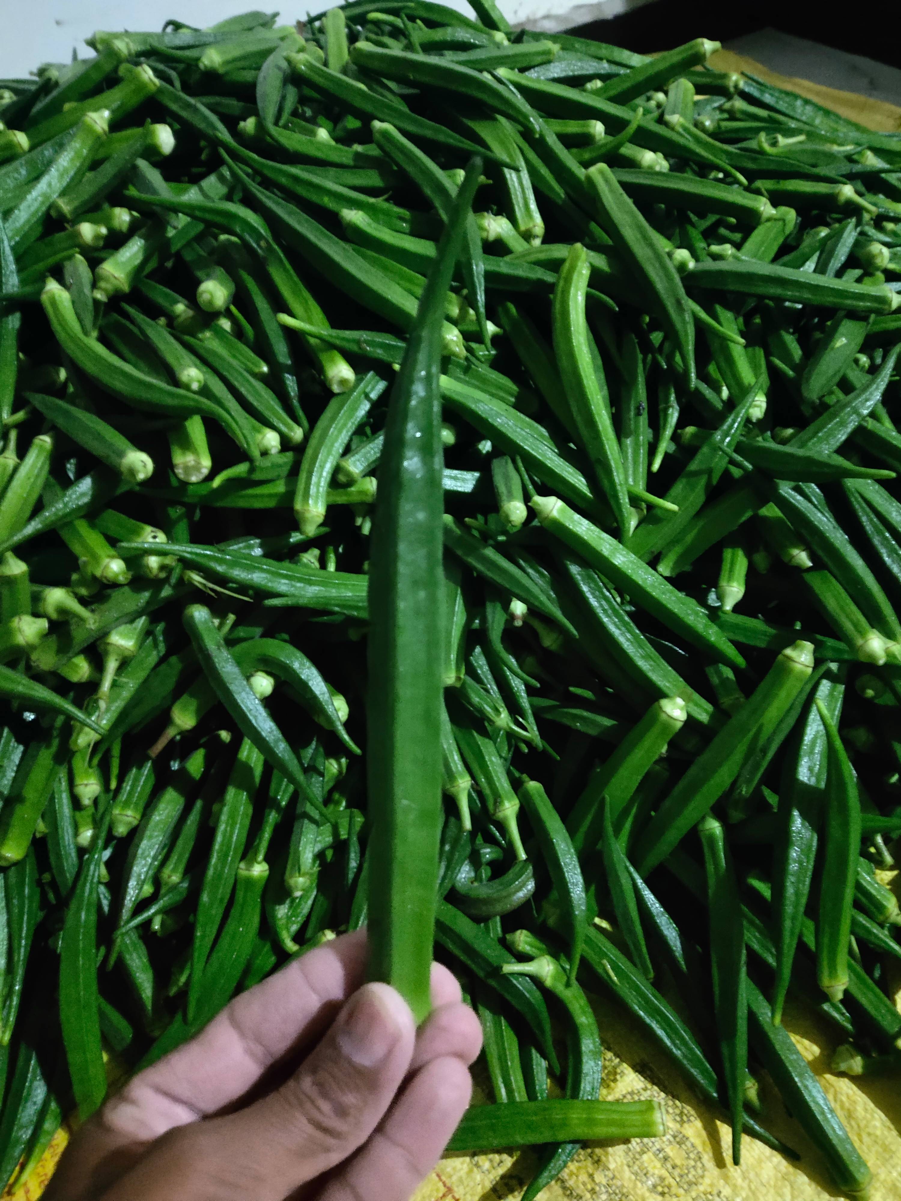 Arka Anamika for sale in Mandsaur, Madhya Pradesh