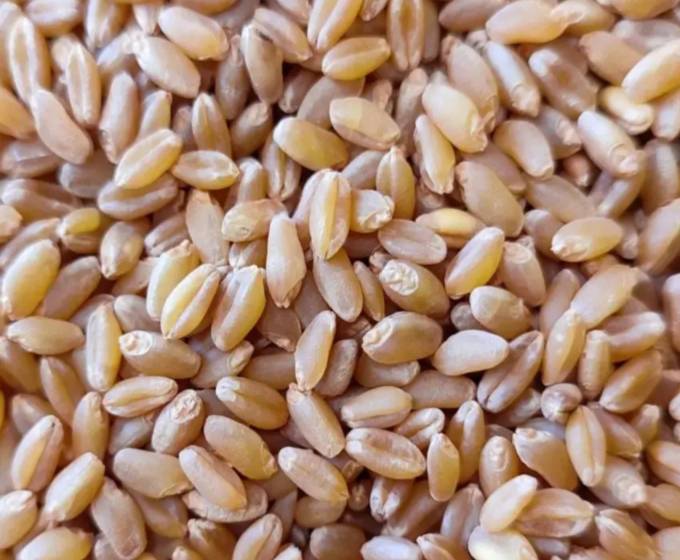 Shriram Wheat for sale in Rajgarh, Madhya Pradesh