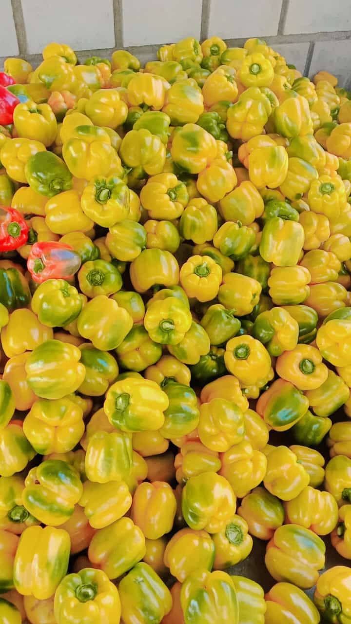 Yellow capsicum बिक्री के लिए, सोलापुर, महाराष्ट्र