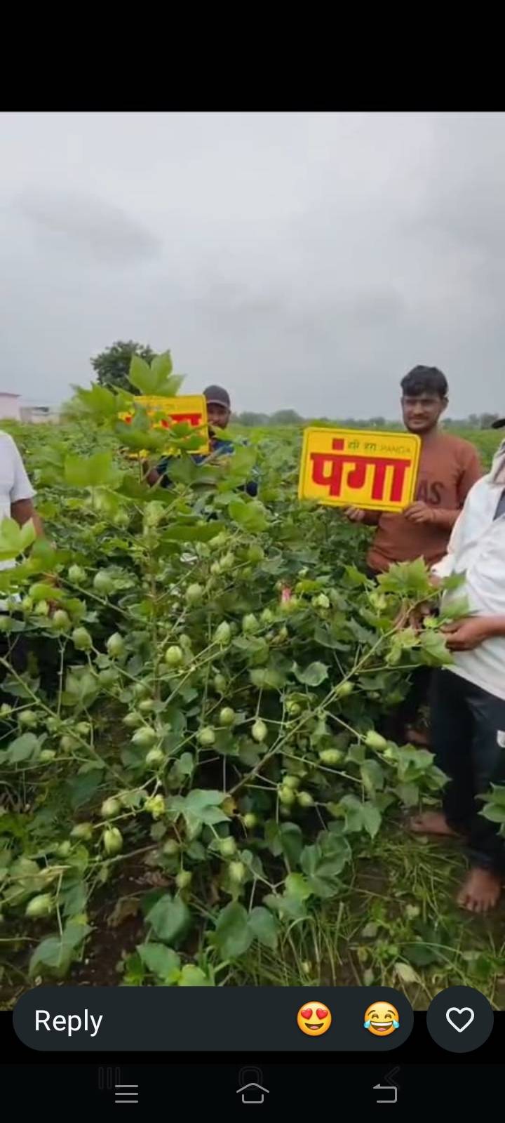 कपास Bt Cotton