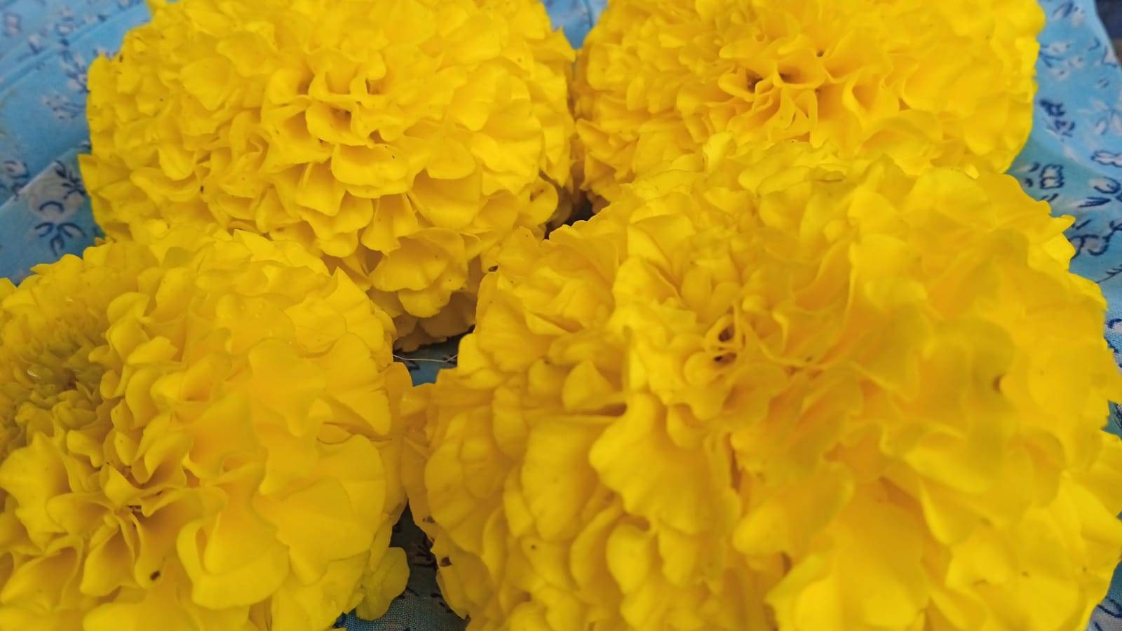 Orange Marigold for sale in Nashik, Maharashtra