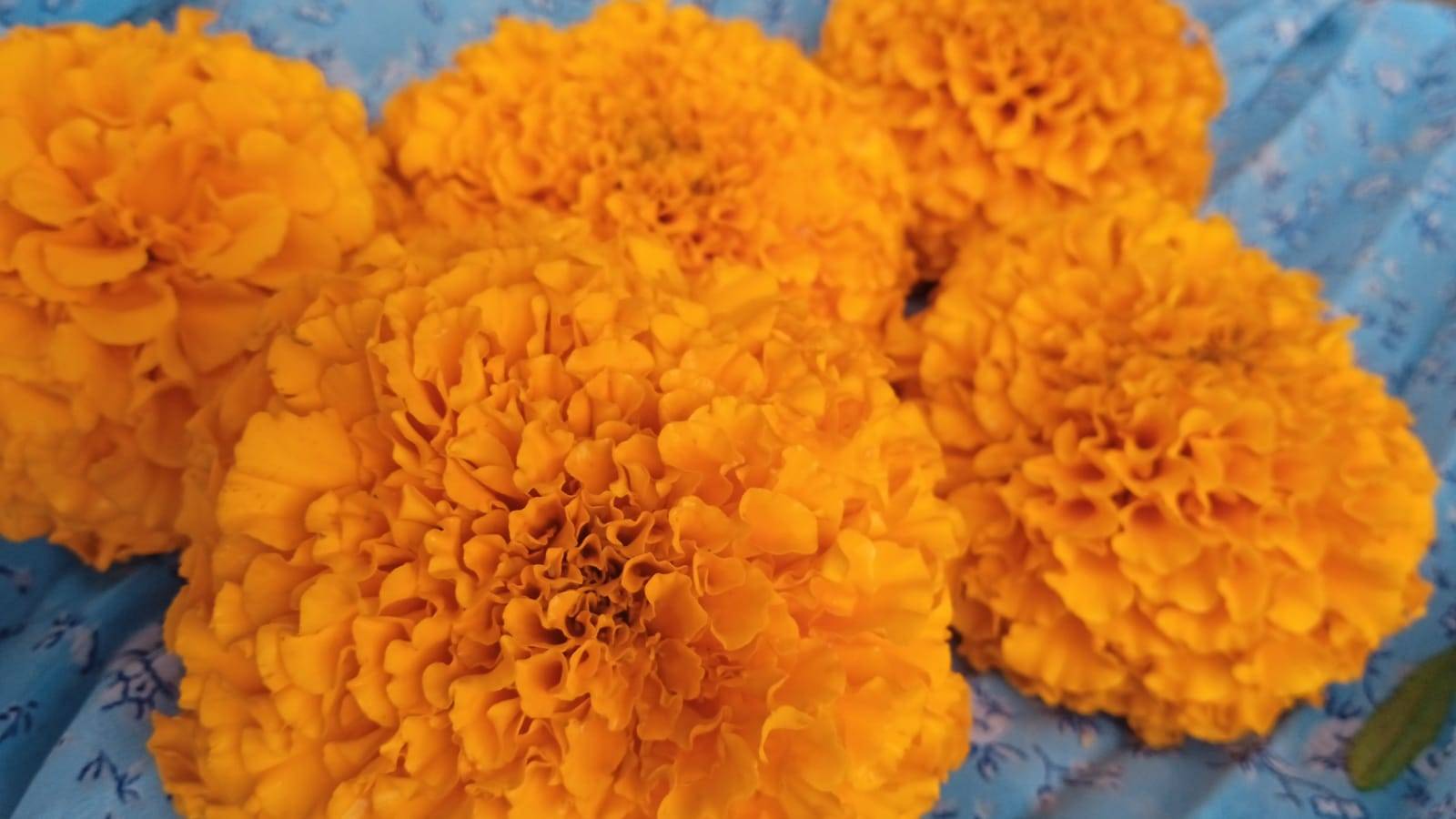 Marigold Orange Marigold