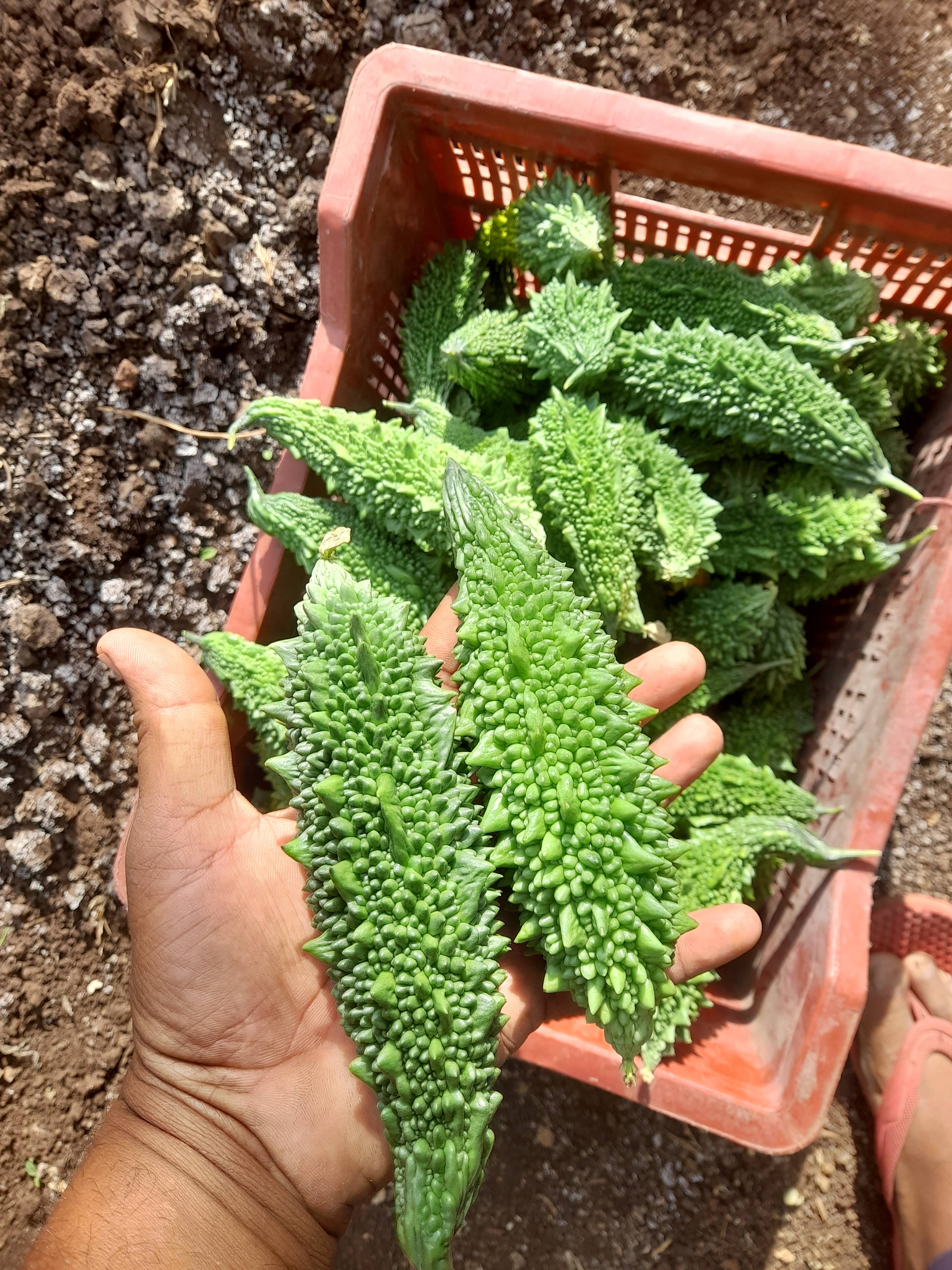 Green Bitter Gourd for sale in Nashik, Maharashtra