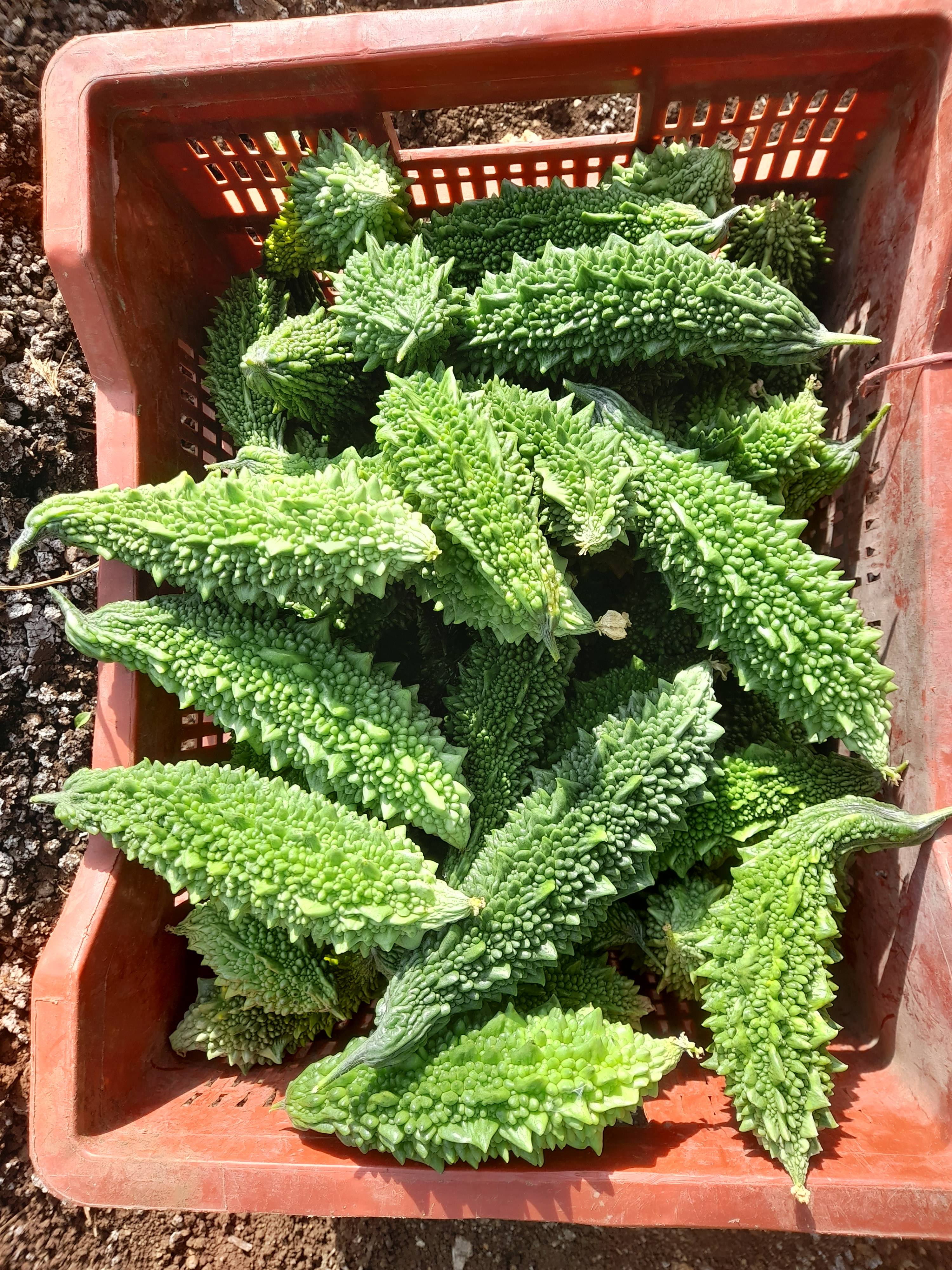 Green Bitter Gourd for sale in Nashik, Maharashtra