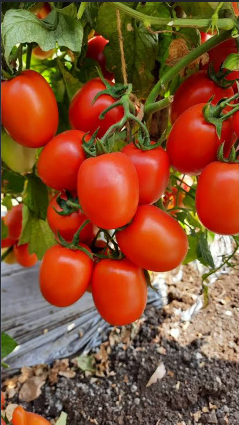 Atharva Tomato बिक्री के लिए, बेलगाम, कर्नाटक