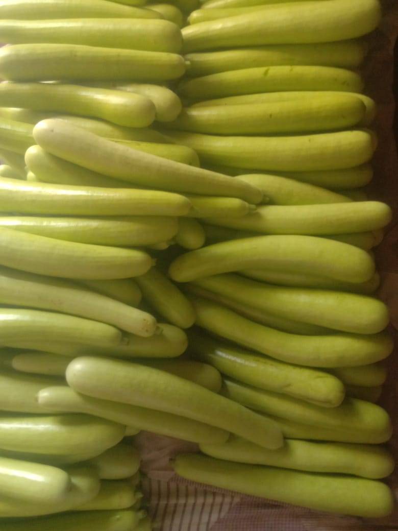 White Pumpkin बिक्री के लिए, पुणे, महाराष्ट्र