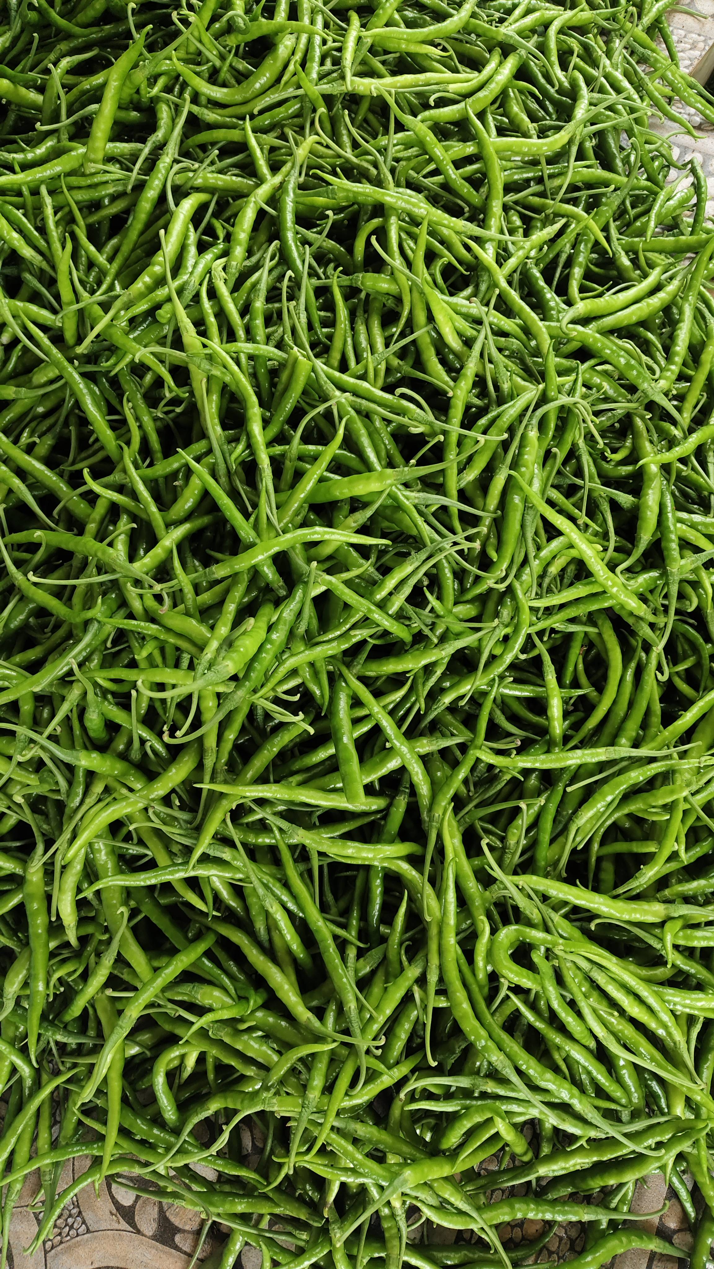 Green Chilli विक्रीसाठी, सोलापूर, महाराष्ट्र
