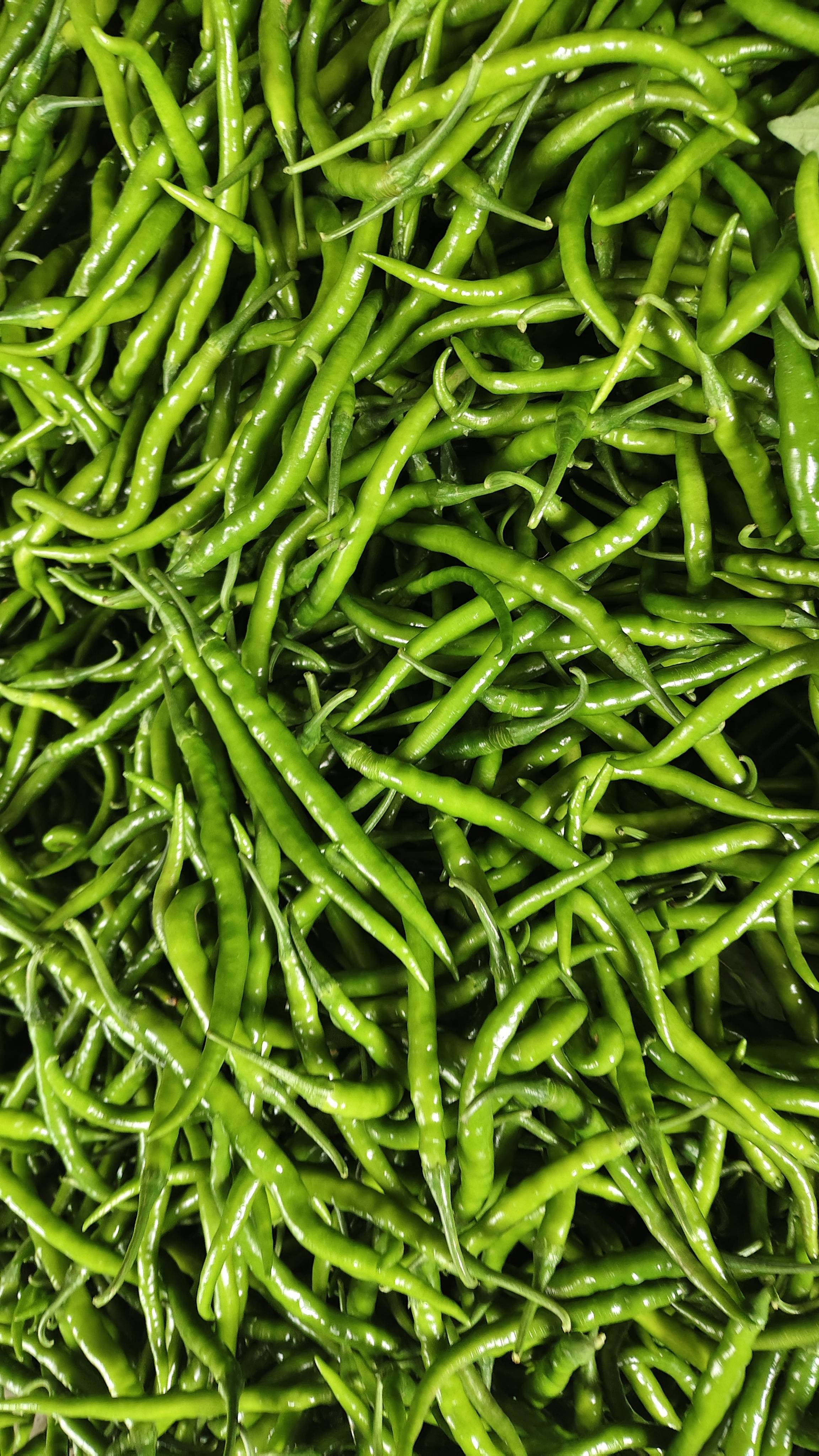 Green Chilli विक्रीसाठी, सोलापूर, महाराष्ट्र