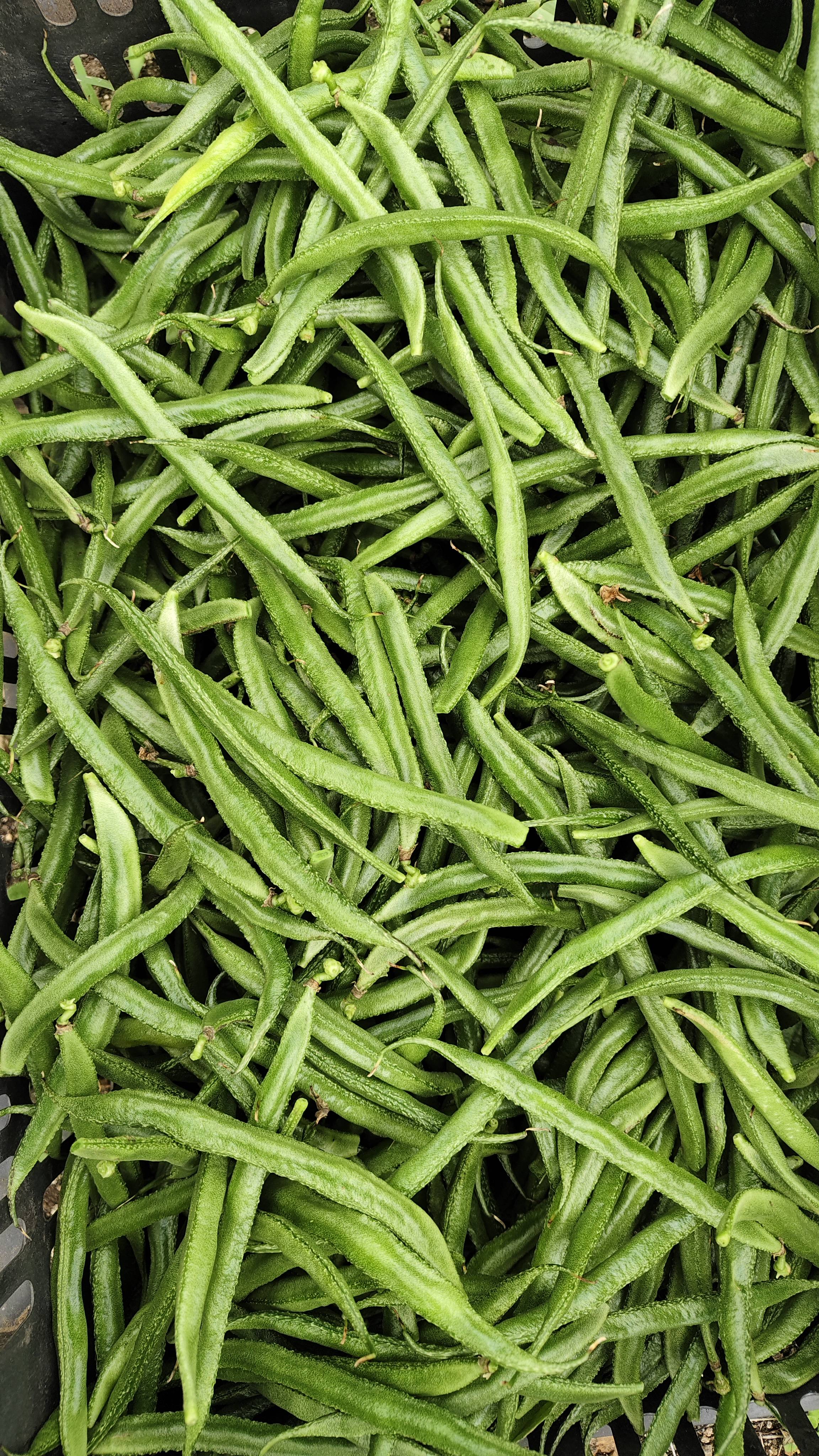 Broad Beans for sale in Solapur, Maharashtra