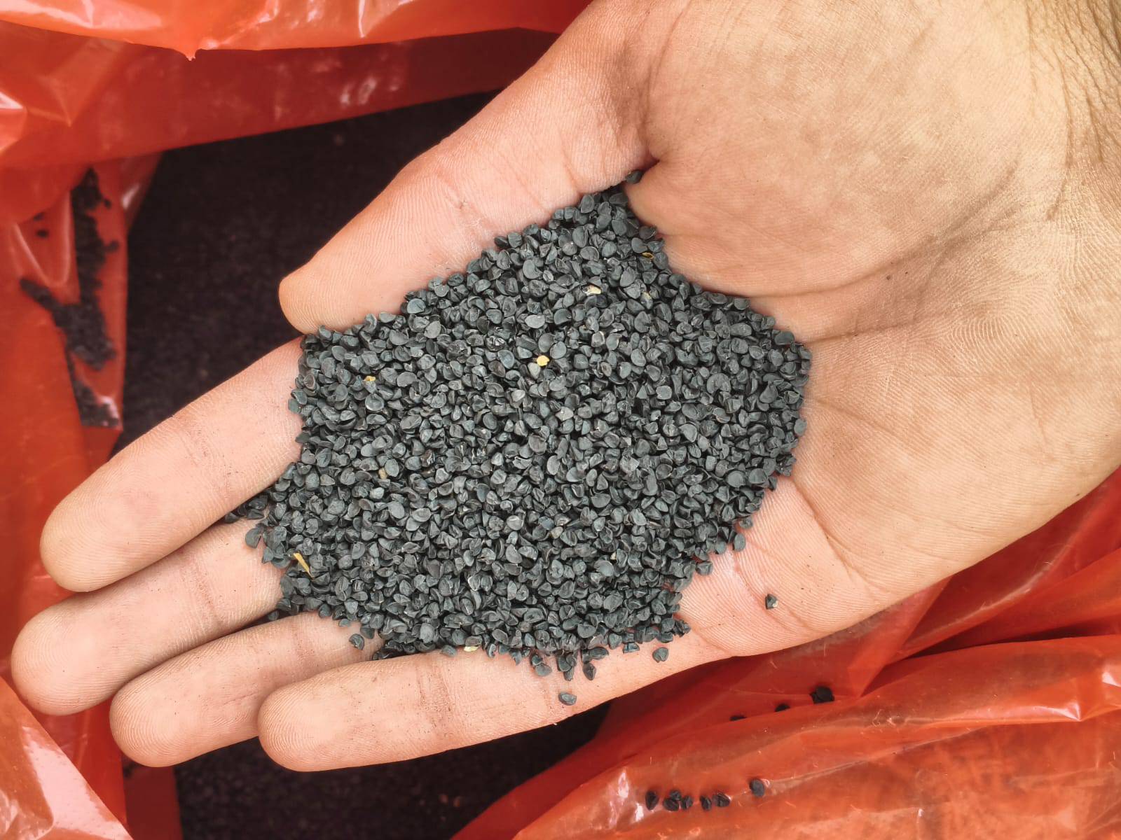 Red Onion Seeds for sale in Ujjain, Madhya Pradesh