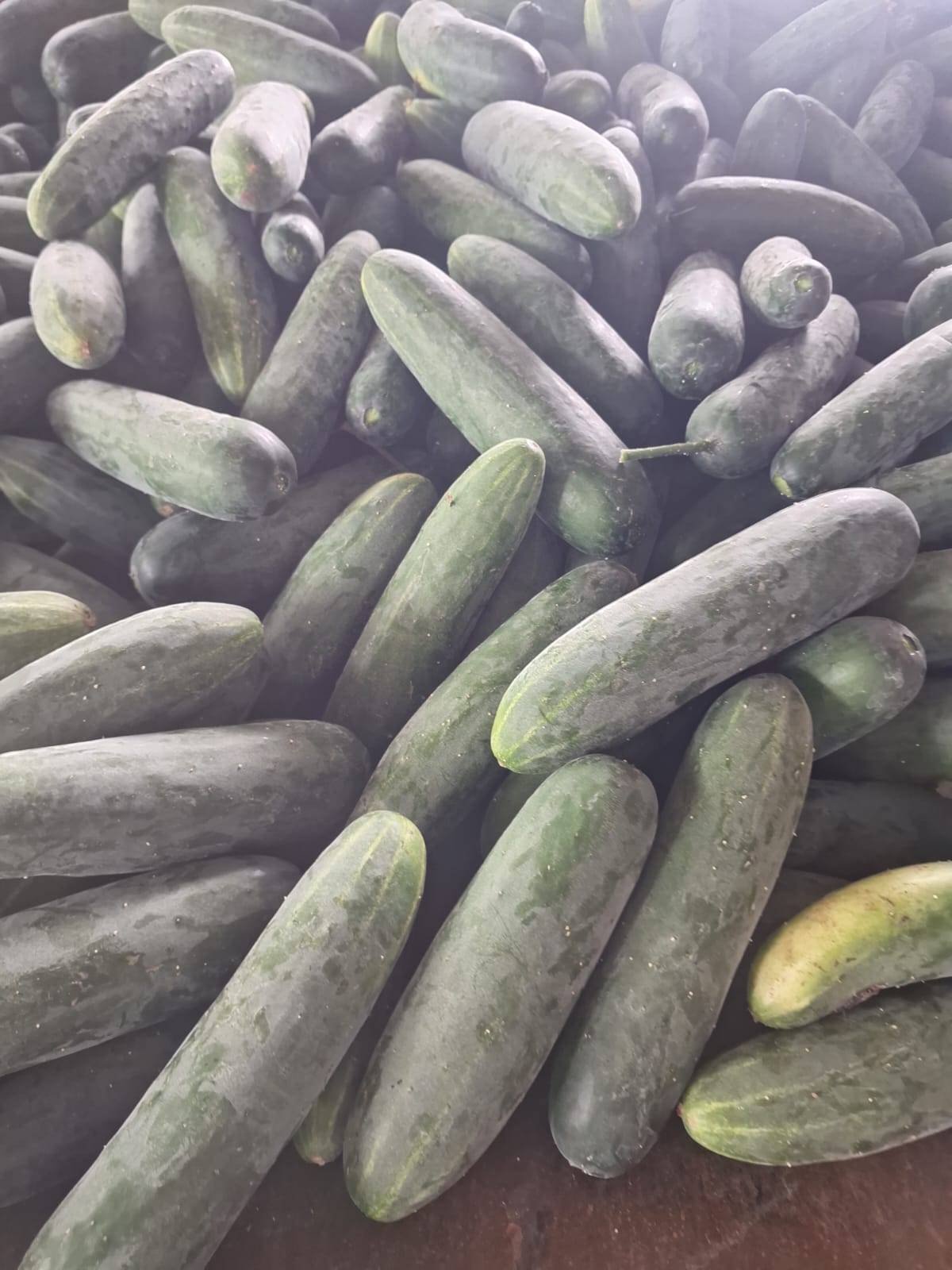 Green Cucumber for sale in Chhindwara, Madhya Pradesh