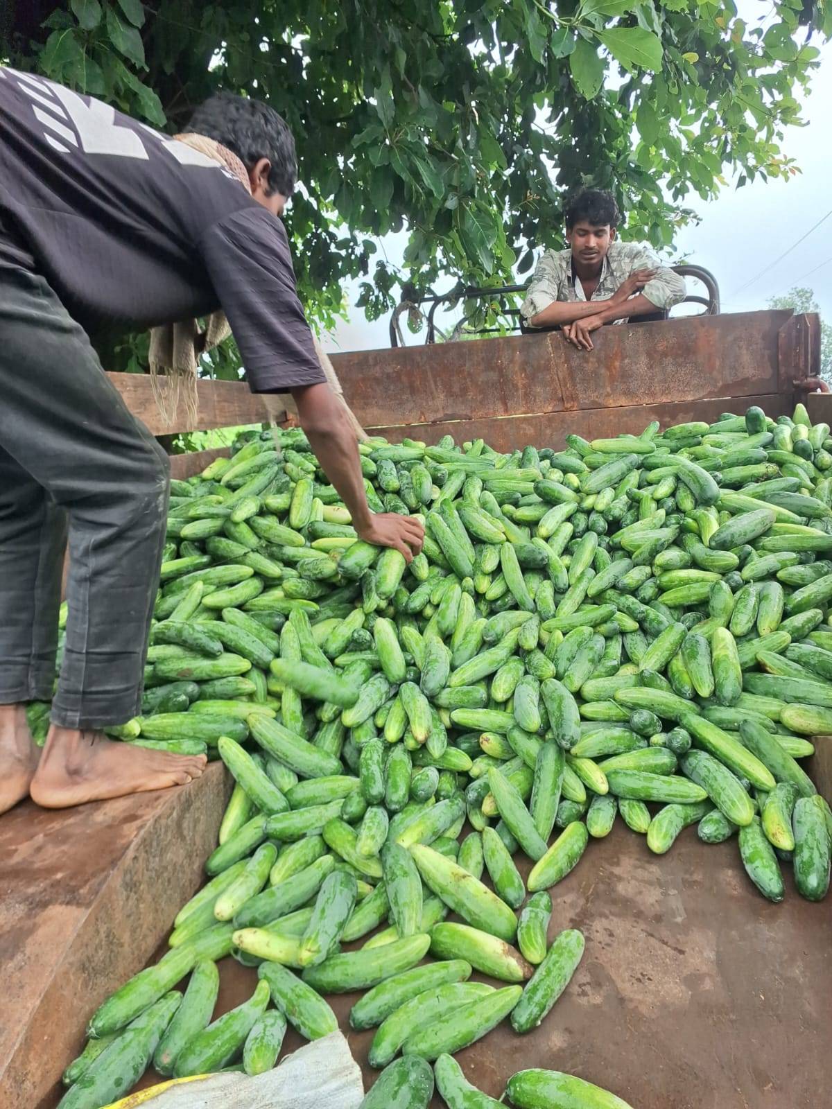 Green Cucumber for sale in Chhindwara, Madhya Pradesh