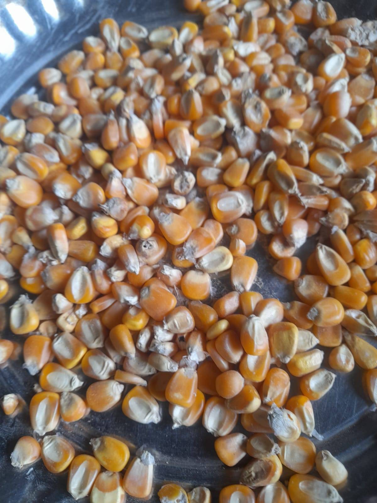 Dent Corn for sale in Jalna, Maharashtra