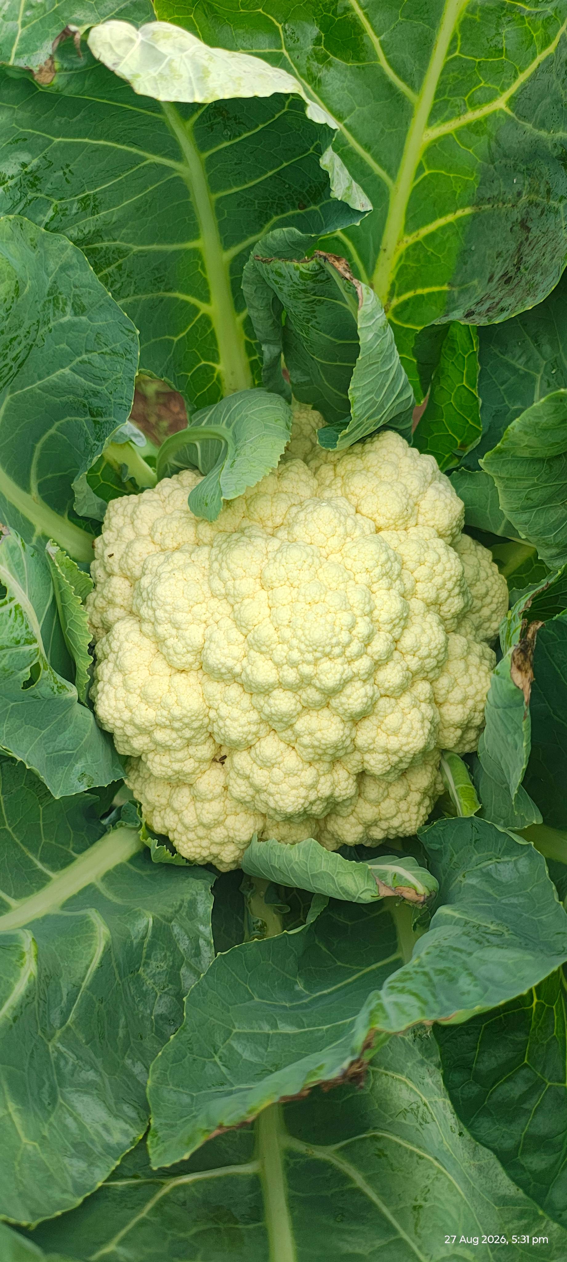 Early Cauliflower for sale in Pune, Maharashtra