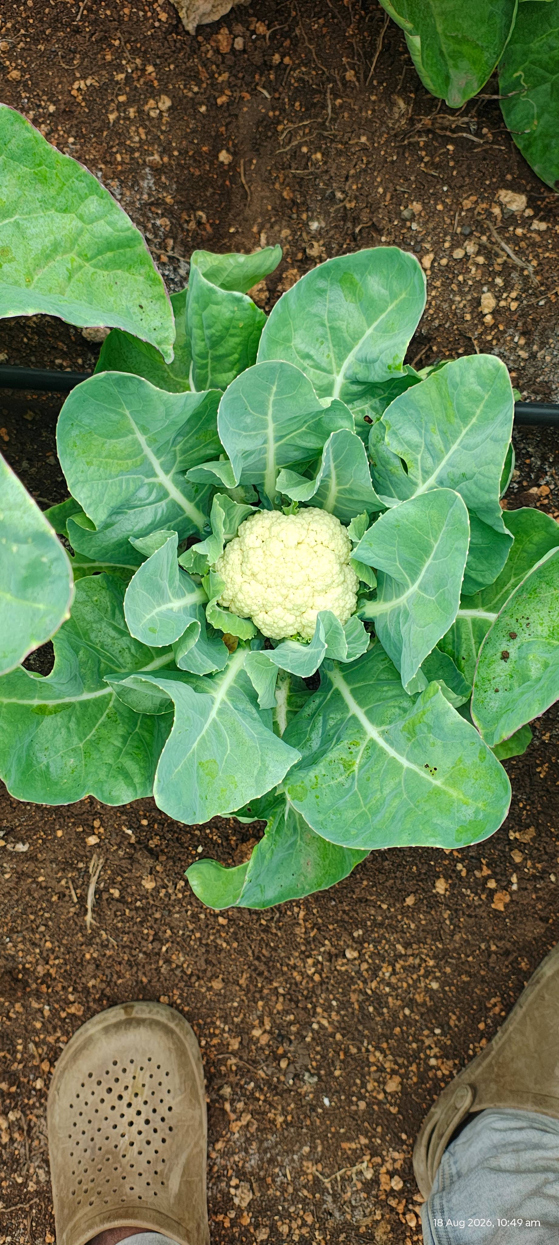 Early Cauliflower for sale in Pune, Maharashtra