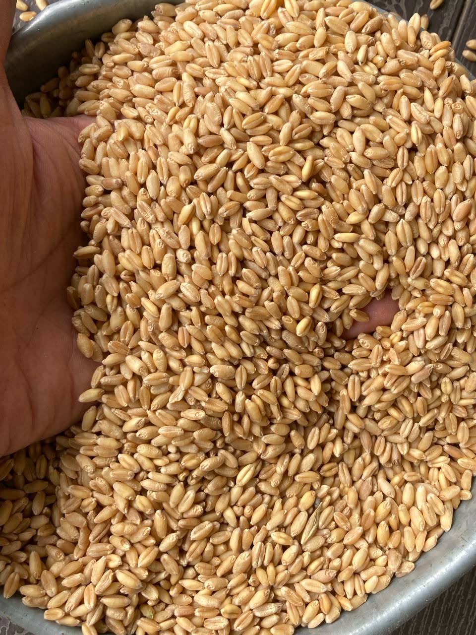 Kamut Wheat विक्रीसाठी, साबरकांठा, गुजरात