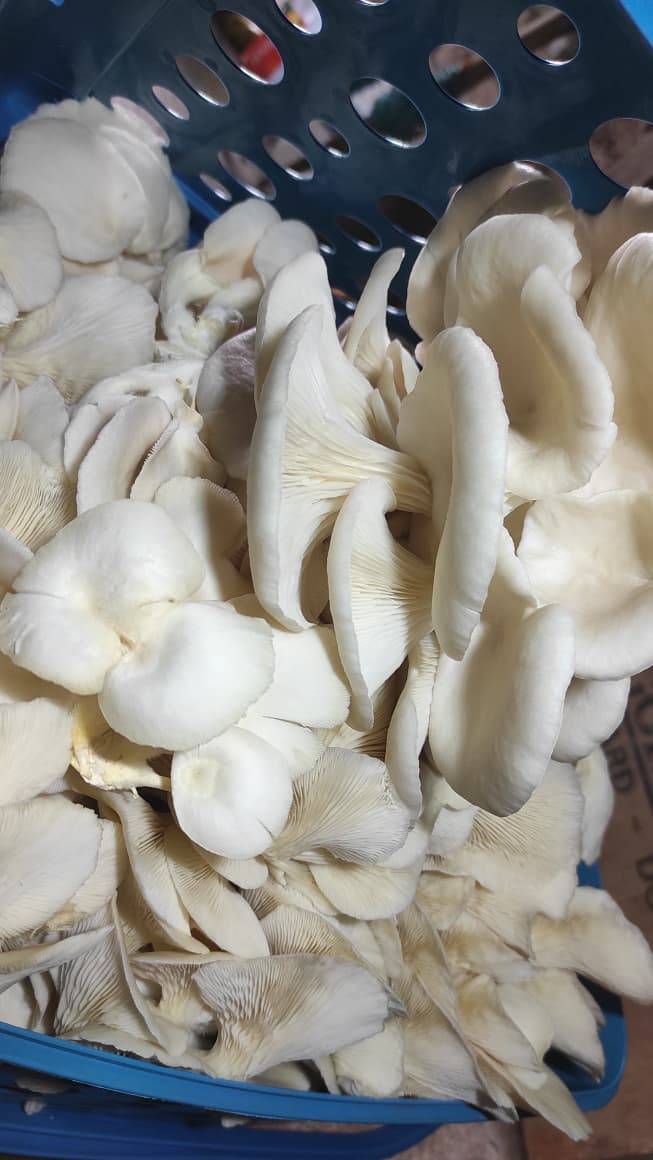 Oyster Mushroom बिक्री के लिए, राजकोट, गुजरात