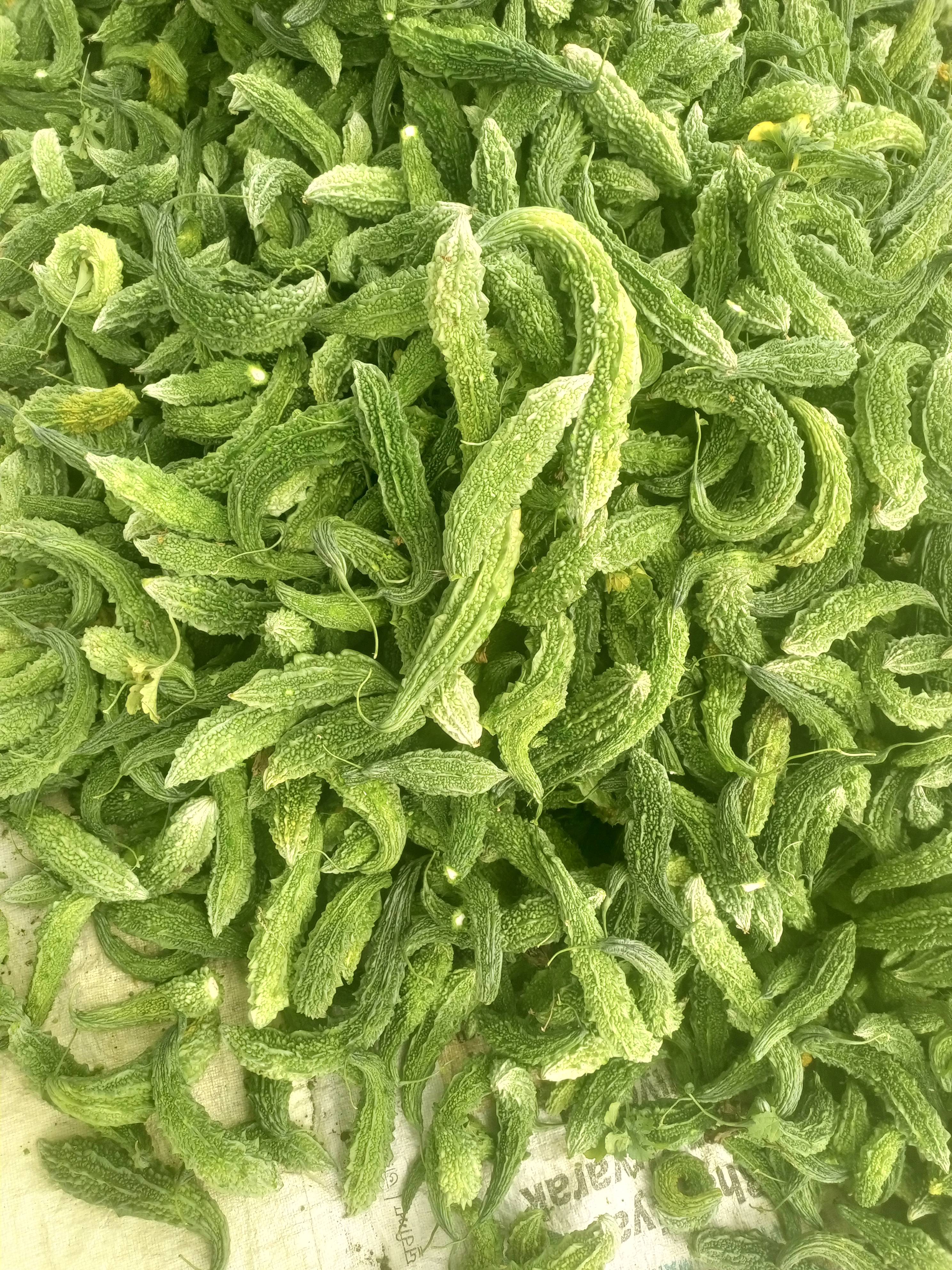 Green Bitter Gourd बिक्री के लिए, छिंदवाड़ा, मध्य प्रदेश