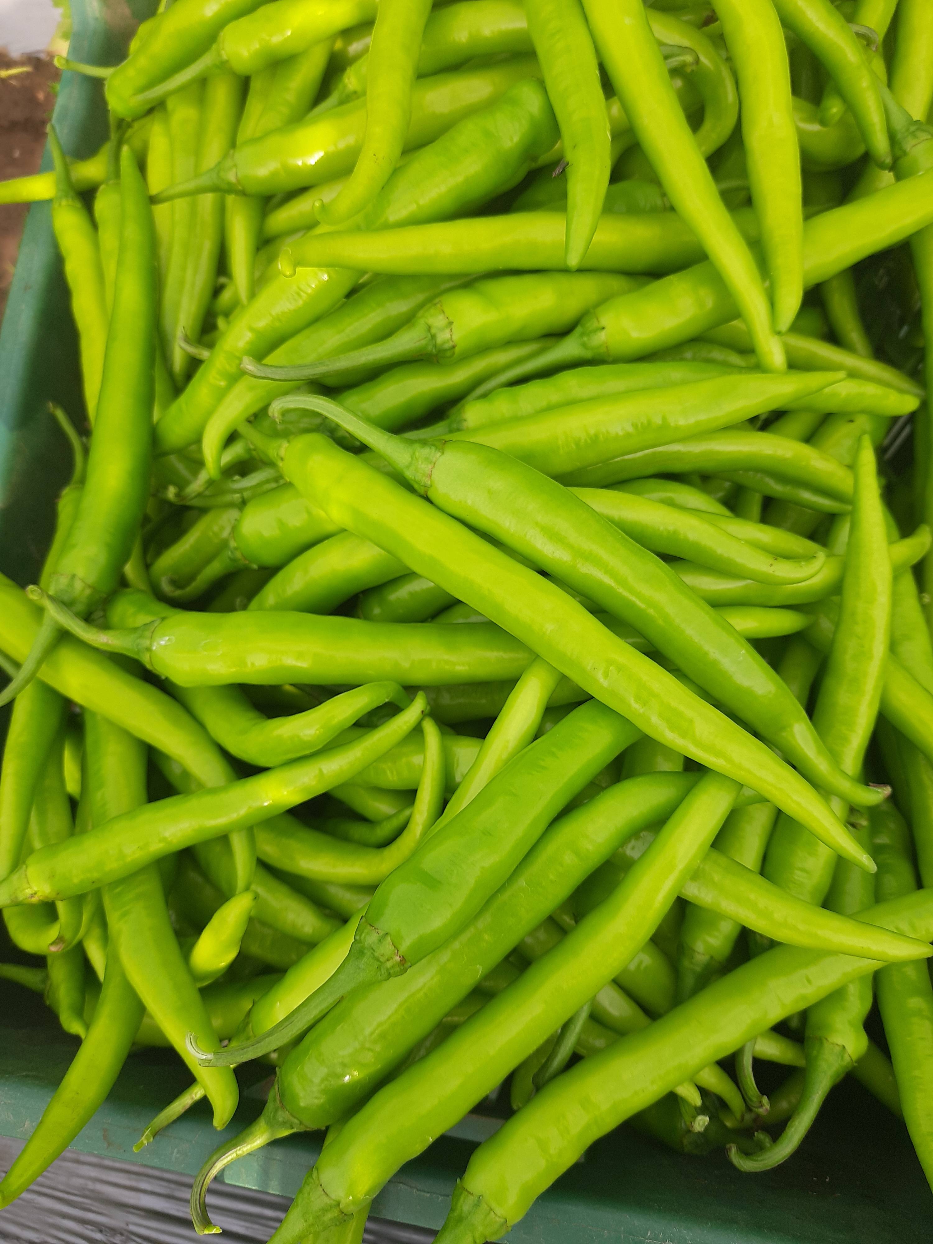 Green Chilli for sale in Nashik, Maharashtra
