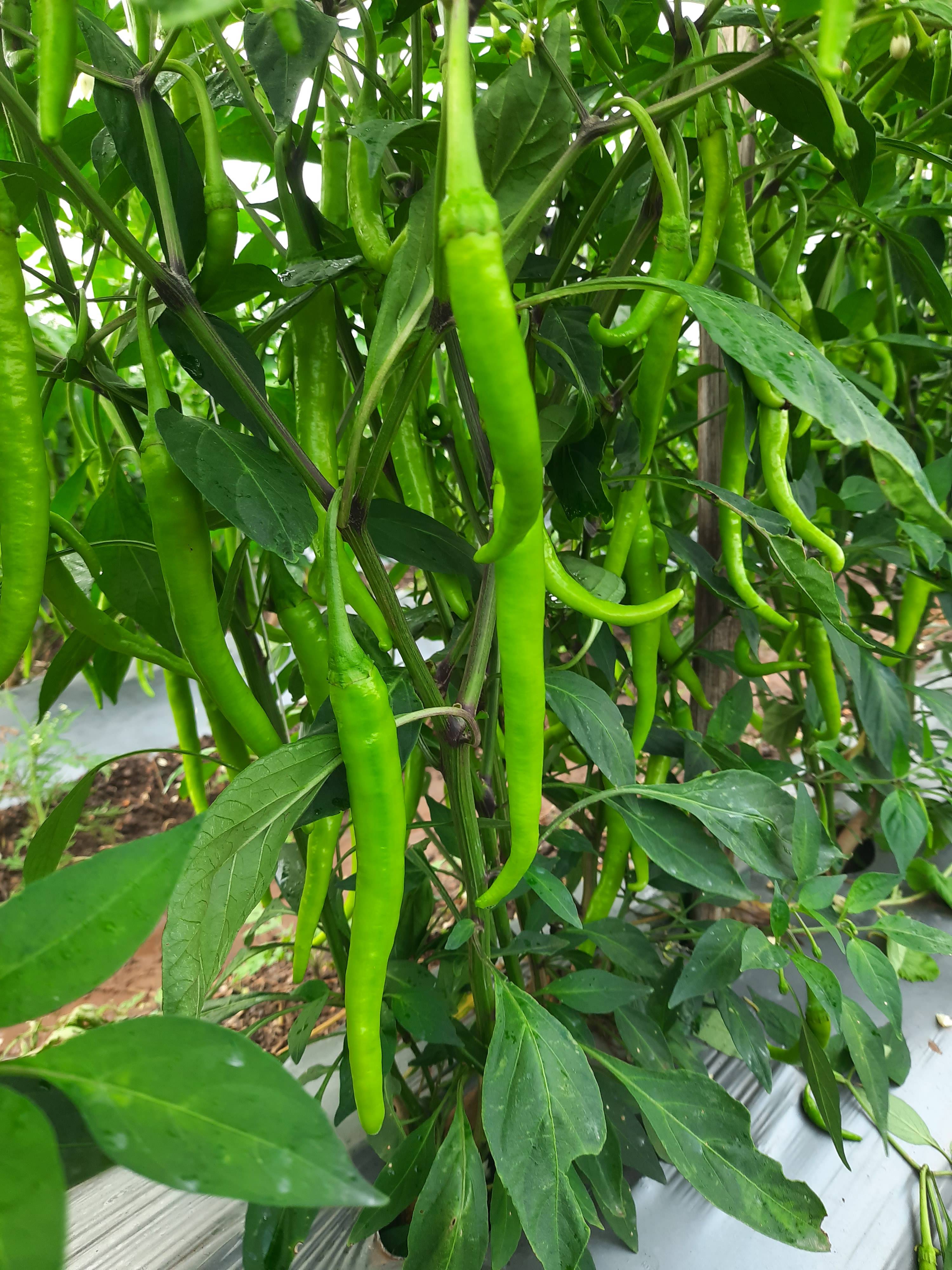 Green Chilli for sale in Nashik, Maharashtra