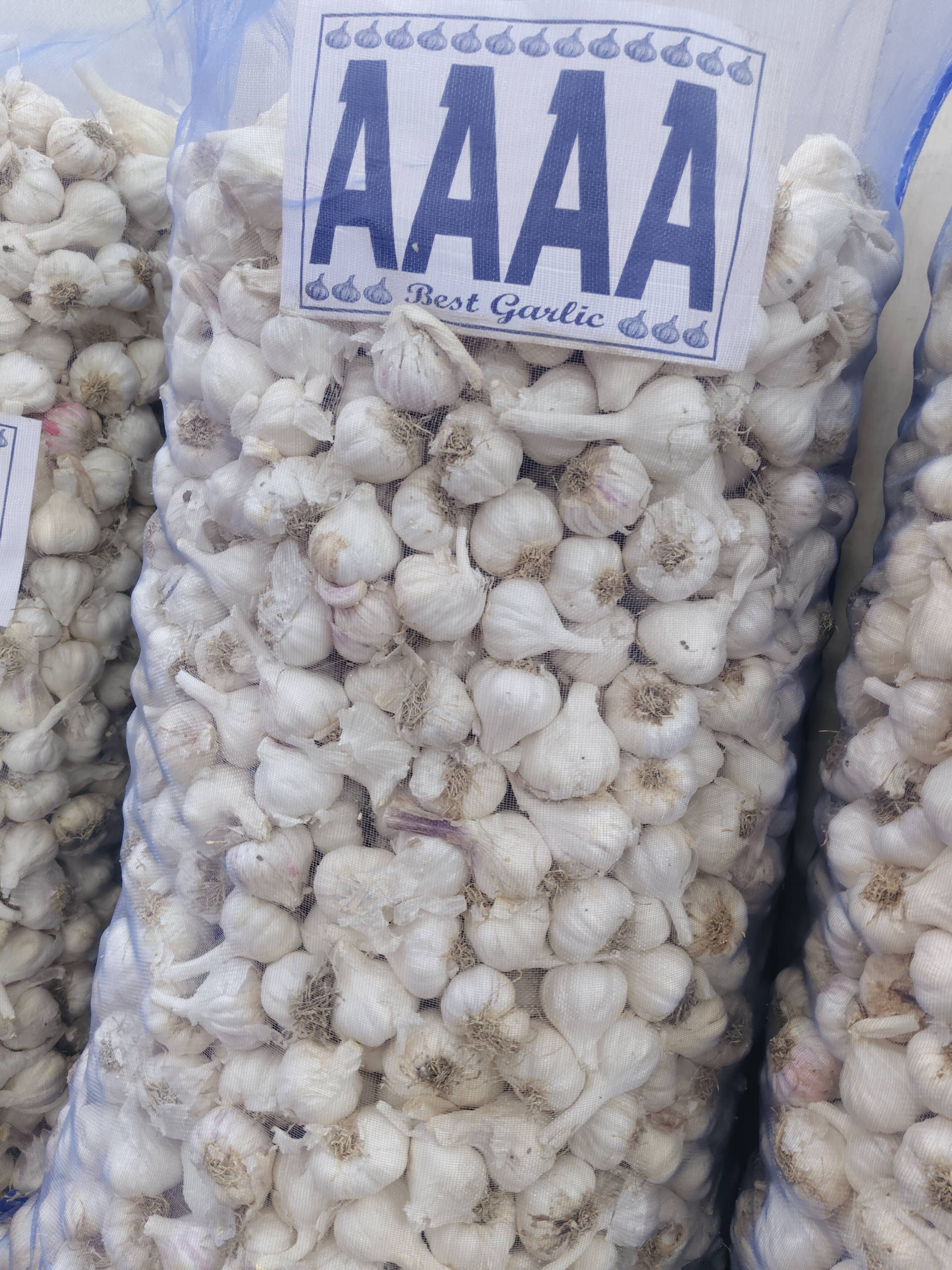 White Garlic बिक्री के लिए, मंदसौर, मध्य प्रदेश