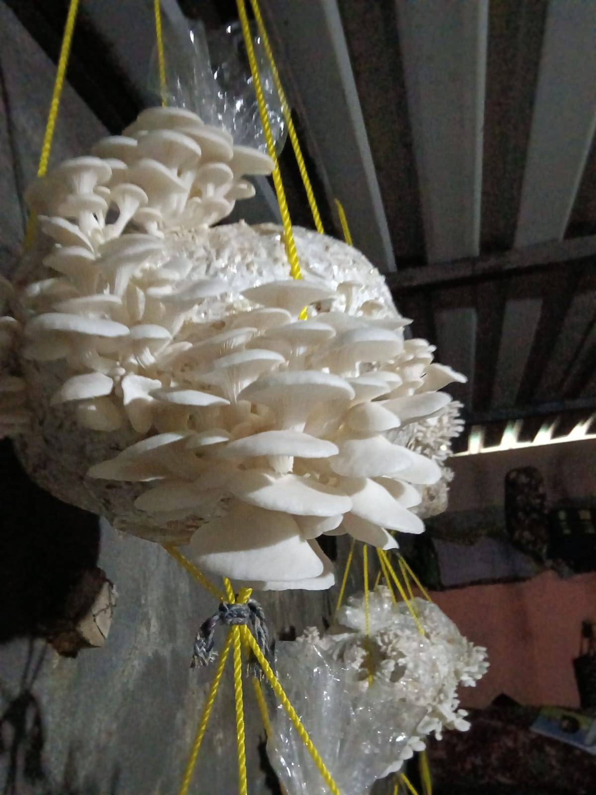 Oyster Mushroom विक्रीसाठी, सांगली, महाराष्ट्र
