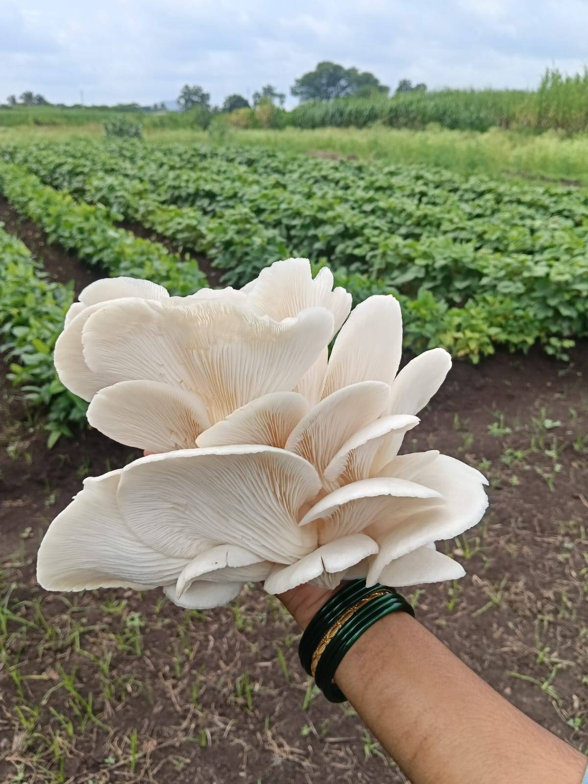 Oyster Mushroom विक्रीसाठी, सांगली, महाराष्ट्र