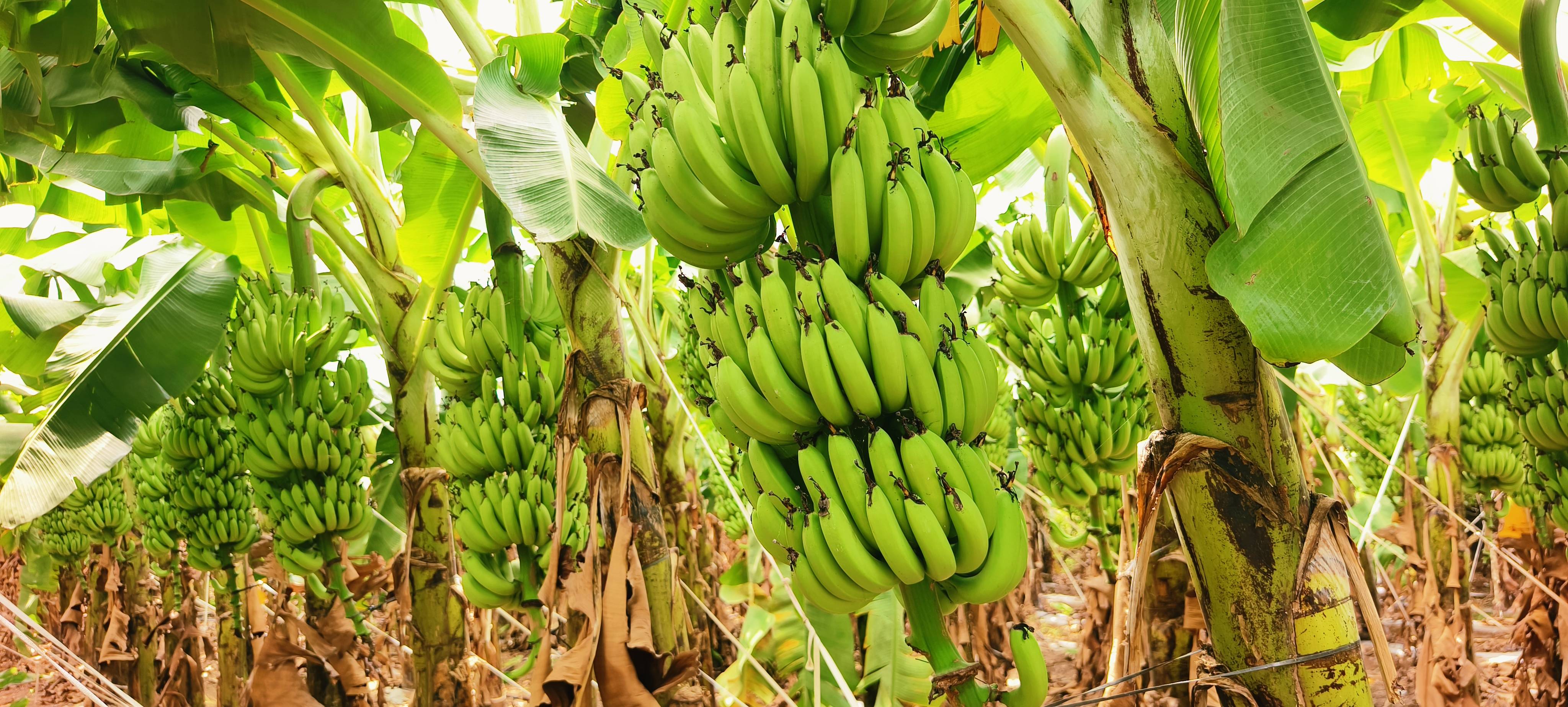 केळी Green Banana