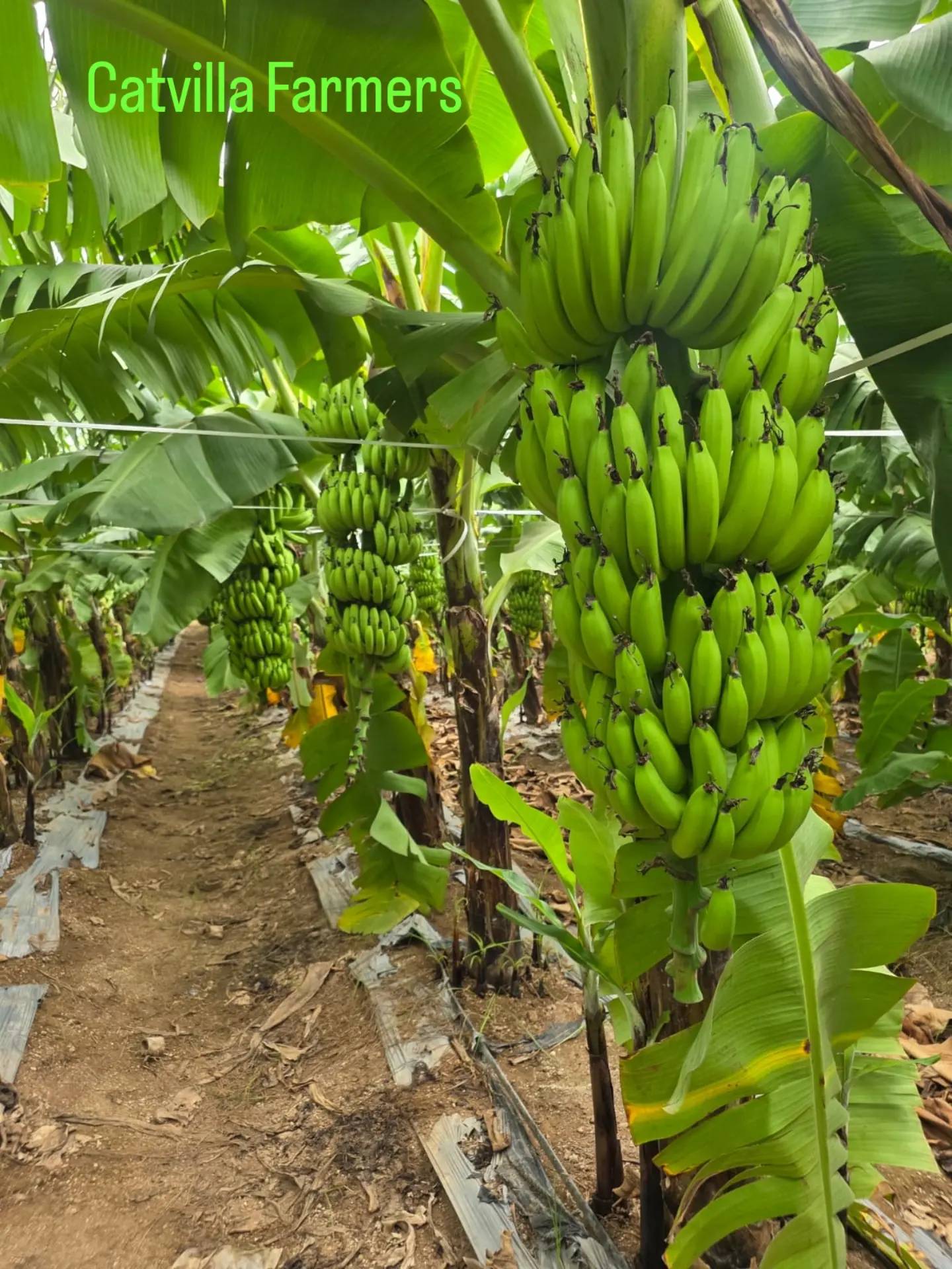 Green Banana for sale in Pune, Maharashtra